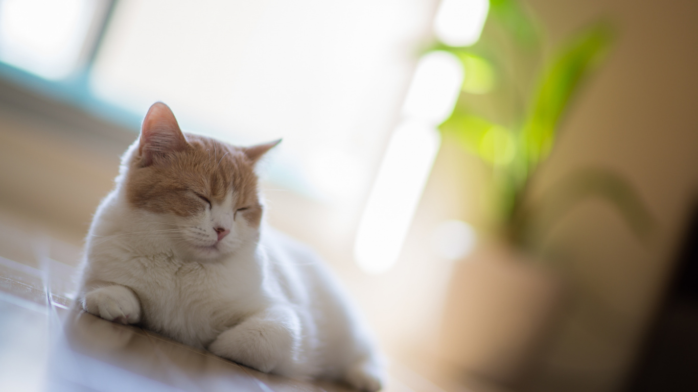 Orange Und Weiß Getigerte Katze Liegt Auf Weißem Textil. Wallpaper in 1366x768 Resolution