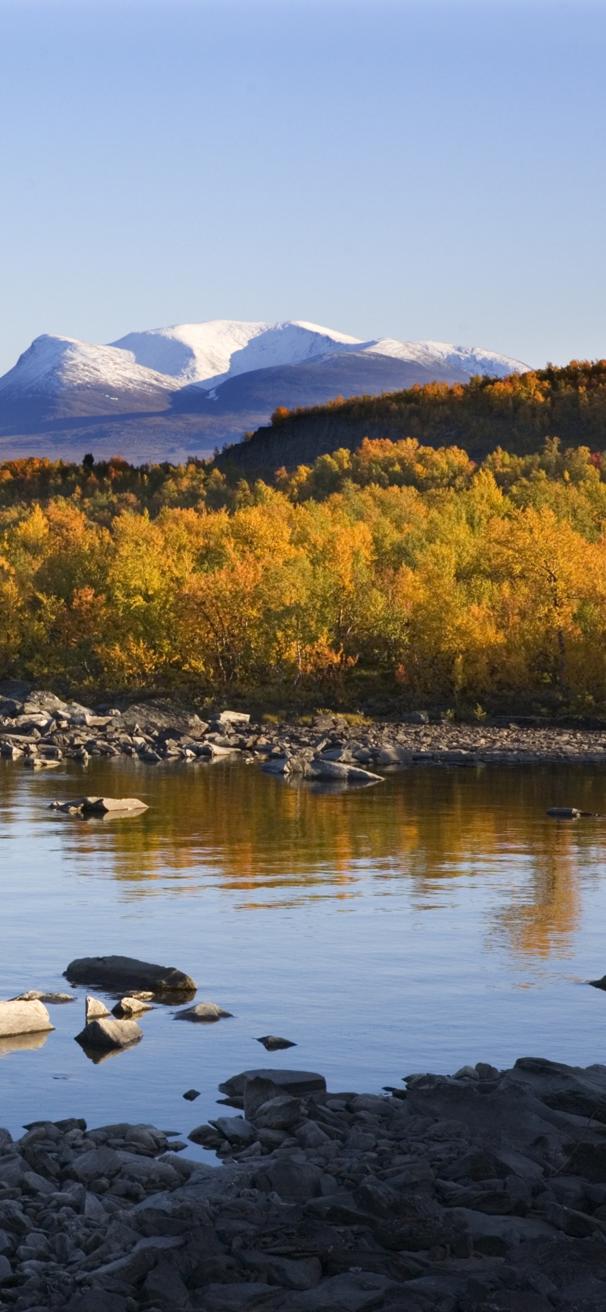 Green and Brown Trees Near Body of Water During Daytime. Wallpaper in 1242x2688 Resolution