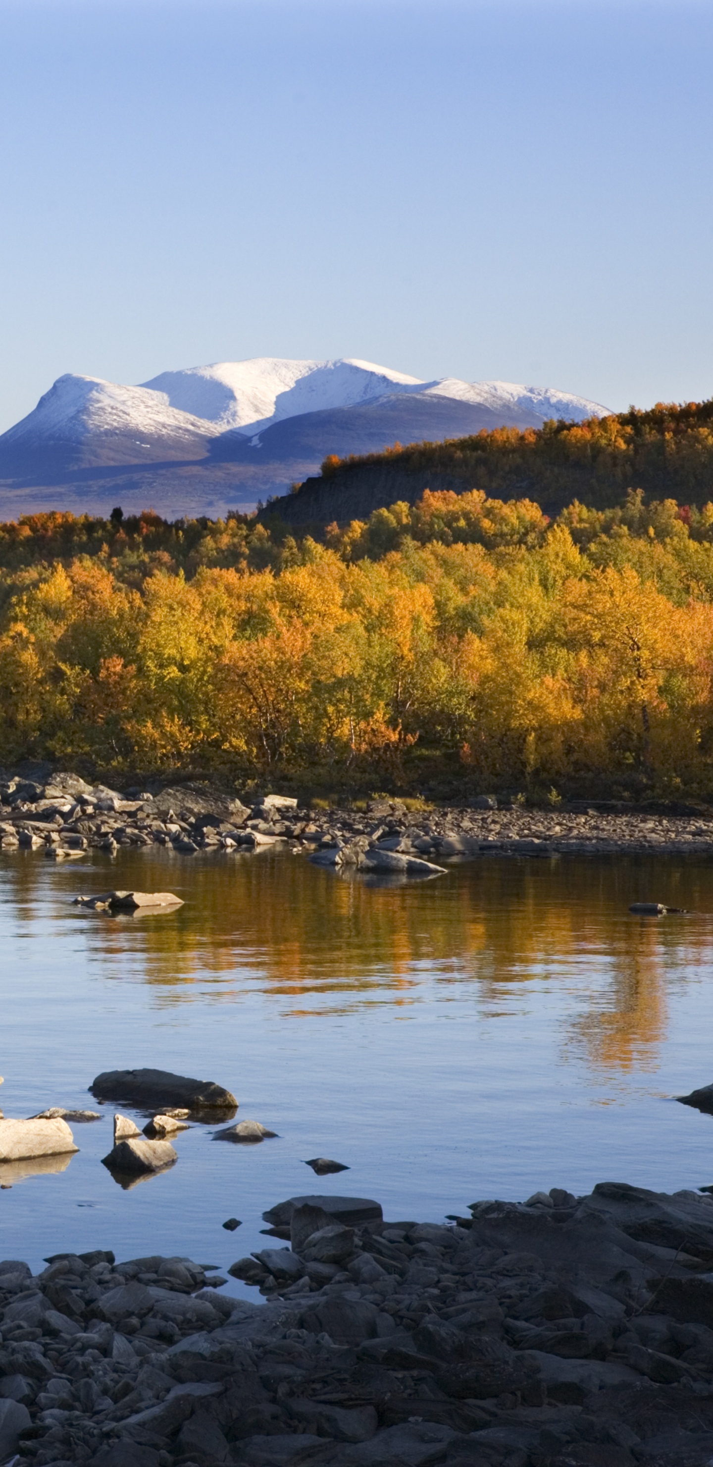 Árboles Verdes y Marrones Cerca Del Cuerpo de Agua Durante el Día. Wallpaper in 1440x2960 Resolution