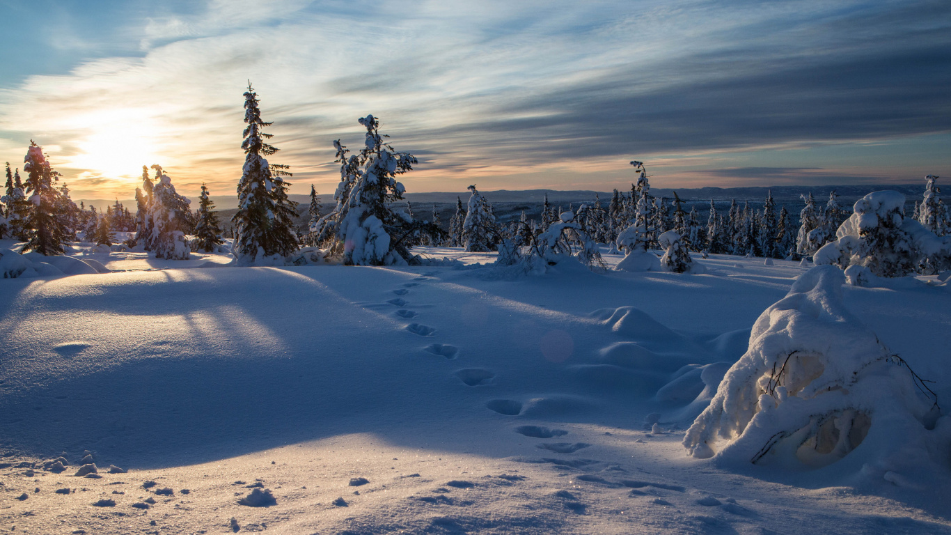 Champ Couvert de Neige et Arbres Sous Ciel Nuageux Pendant la Journée. Wallpaper in 1366x768 Resolution