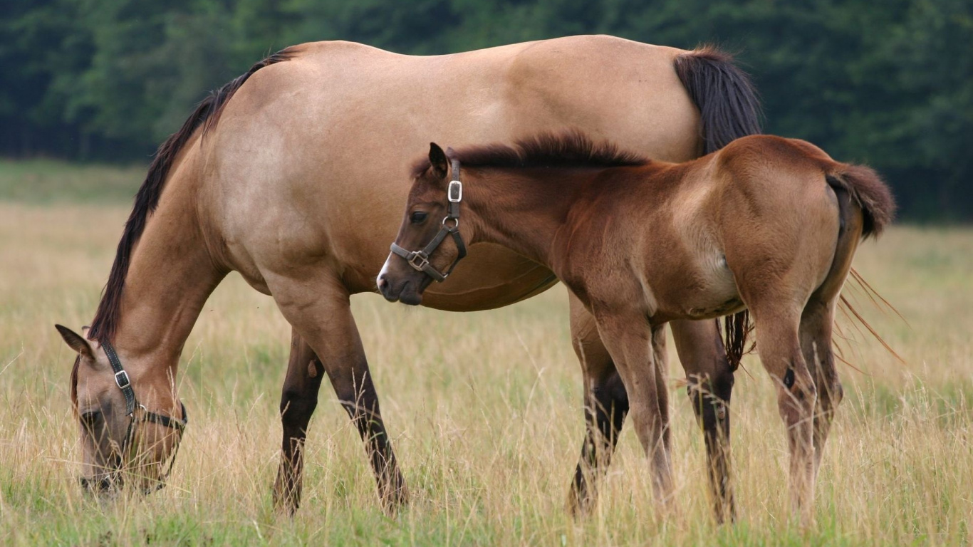Brown Horse on Brown Grass Field During Daytime. Wallpaper in 1366x768 Resolution