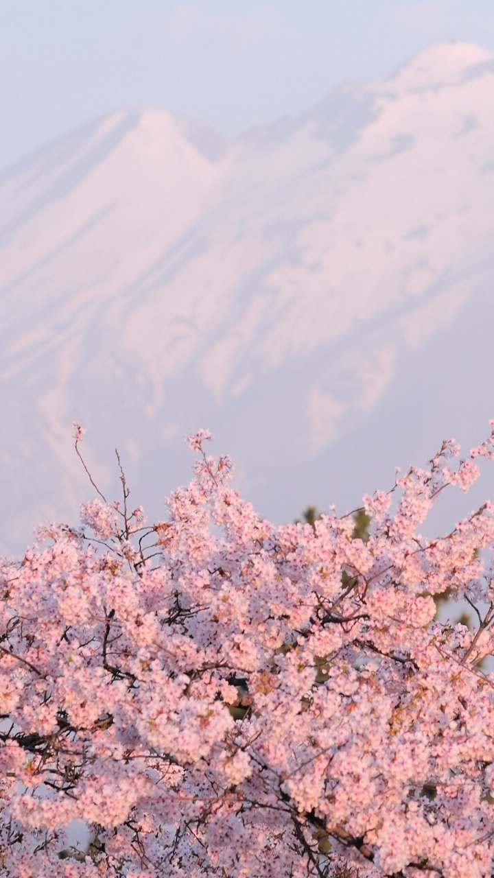 Flores de Cerezo Rosa Durante el Día. Wallpaper in 720x1280 Resolution