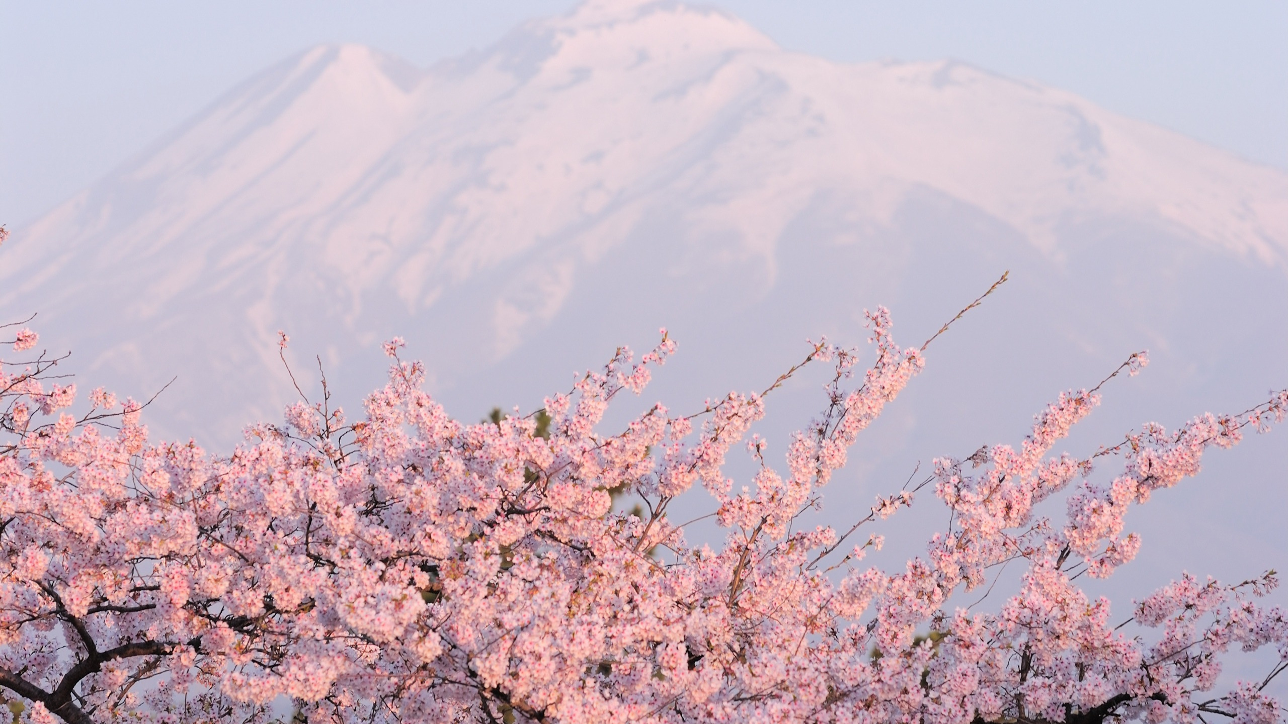 樱花, 开花, 弹簧, 山脉, 冬天 壁纸 2560x1440 允许