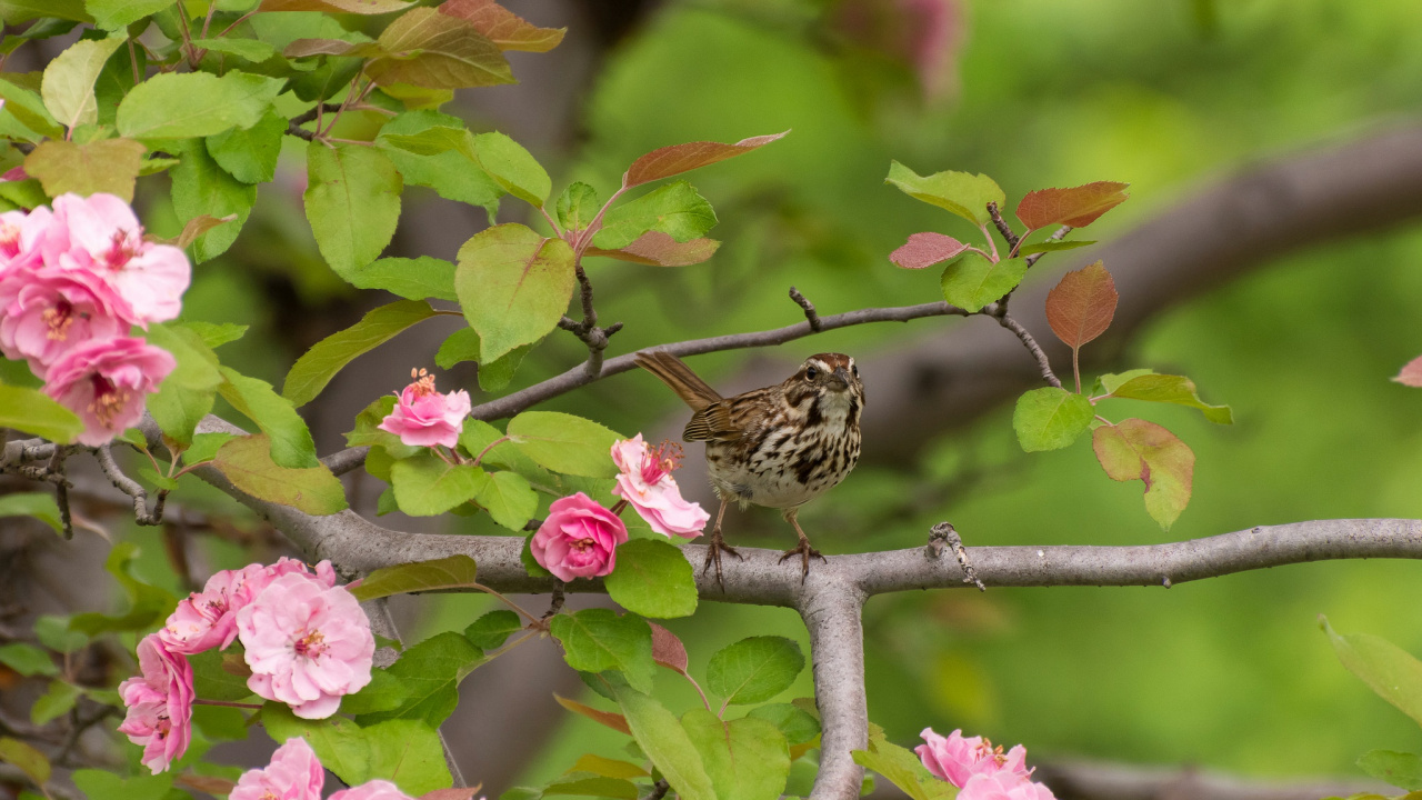 鸟, 家麻雀, 弹簧, 昆虫, 开花 壁纸 1280x720 允许