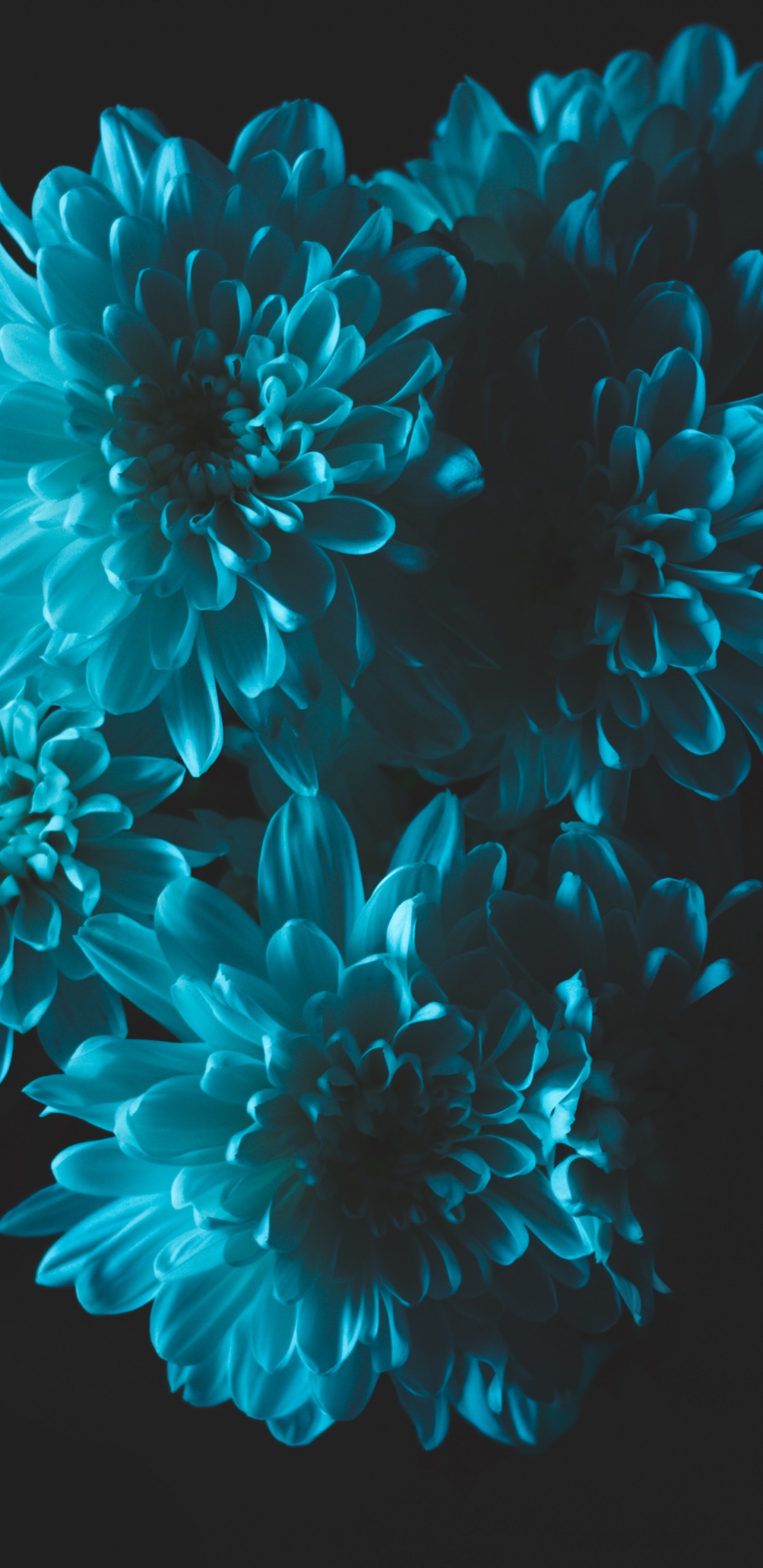 Pétales de Fleurs Roses et Blanches. Wallpaper in 1440x2960 Resolution