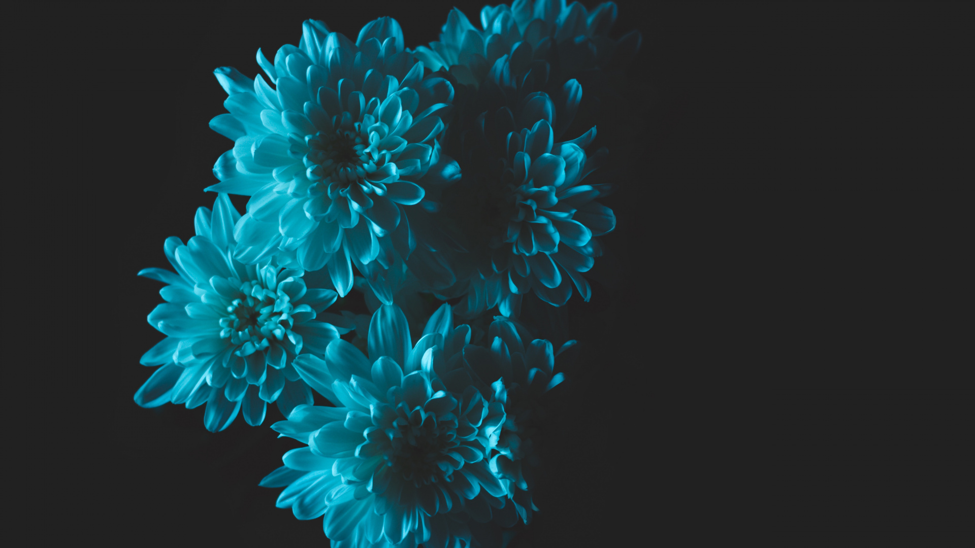 Rosa Und Weiße Blütenblätter. Wallpaper in 1920x1080 Resolution