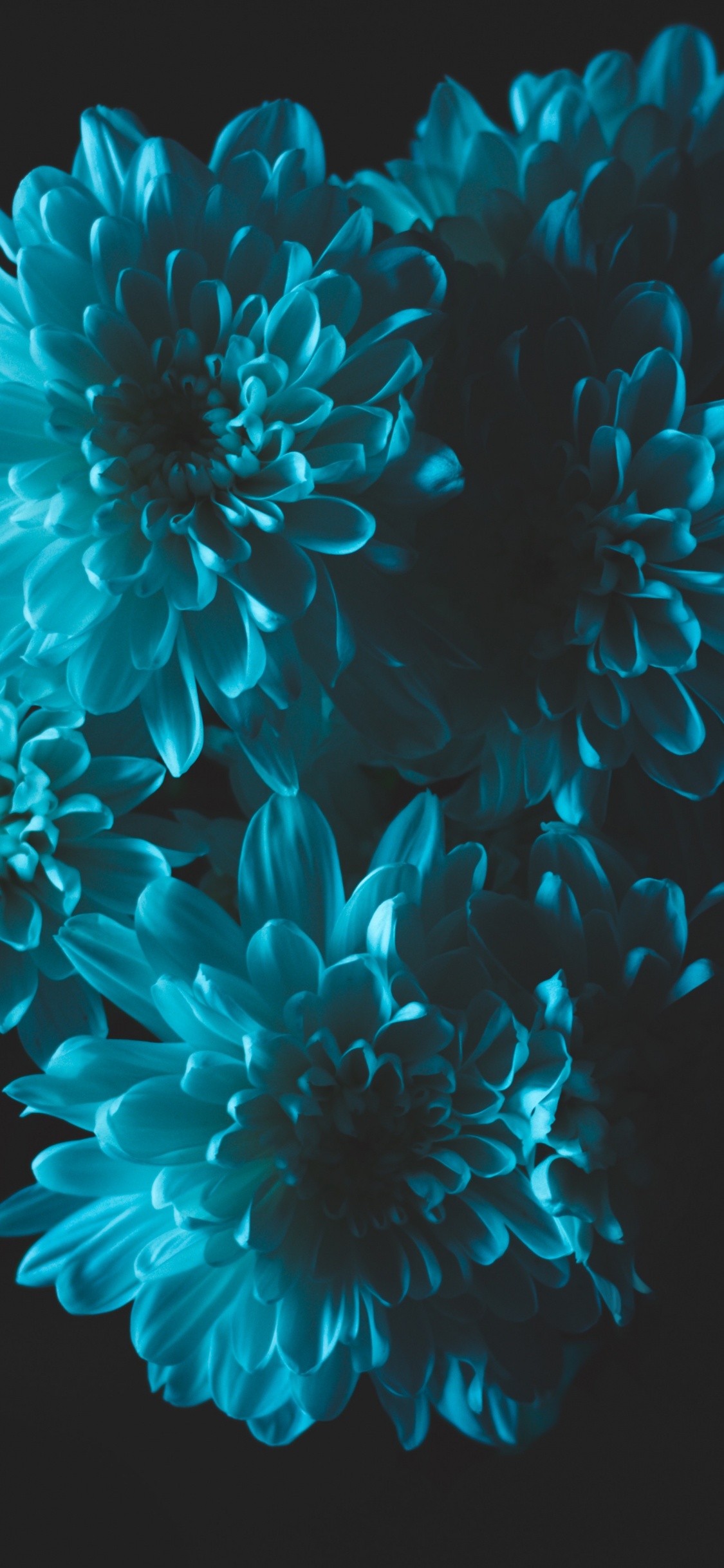 Pink and White Flower Petals. Wallpaper in 1125x2436 Resolution