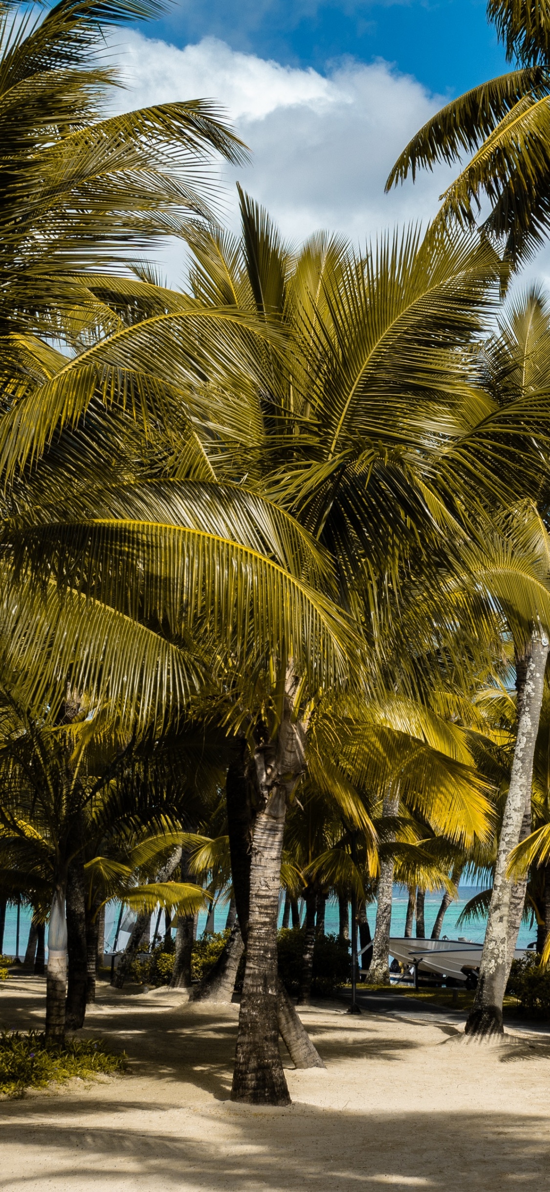 Palmeras en la Playa Durante el Día. Wallpaper in 1125x2436 Resolution