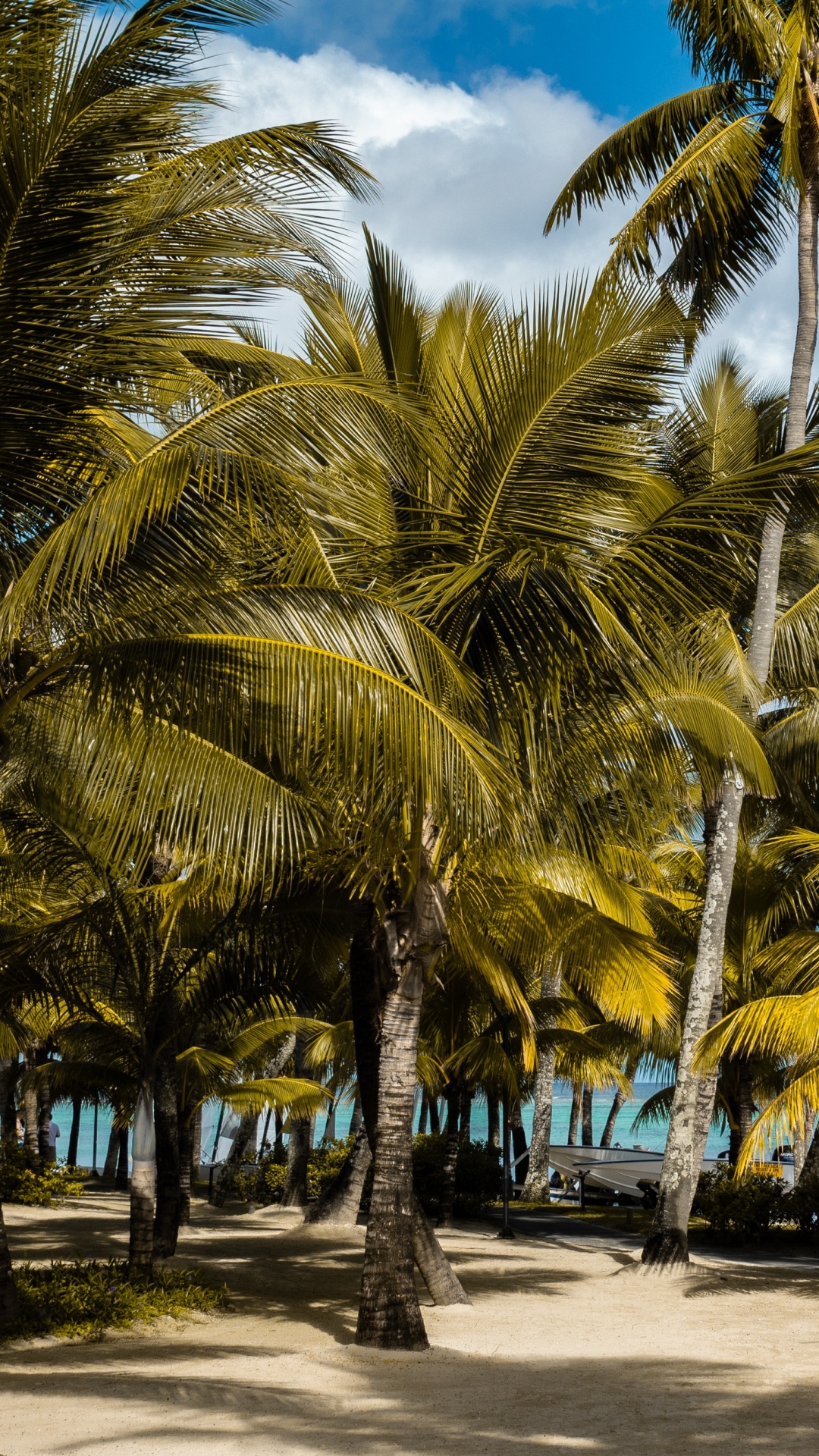 Palm Trees on The Beach During Daytime. Wallpaper in 1080x1920 Resolution