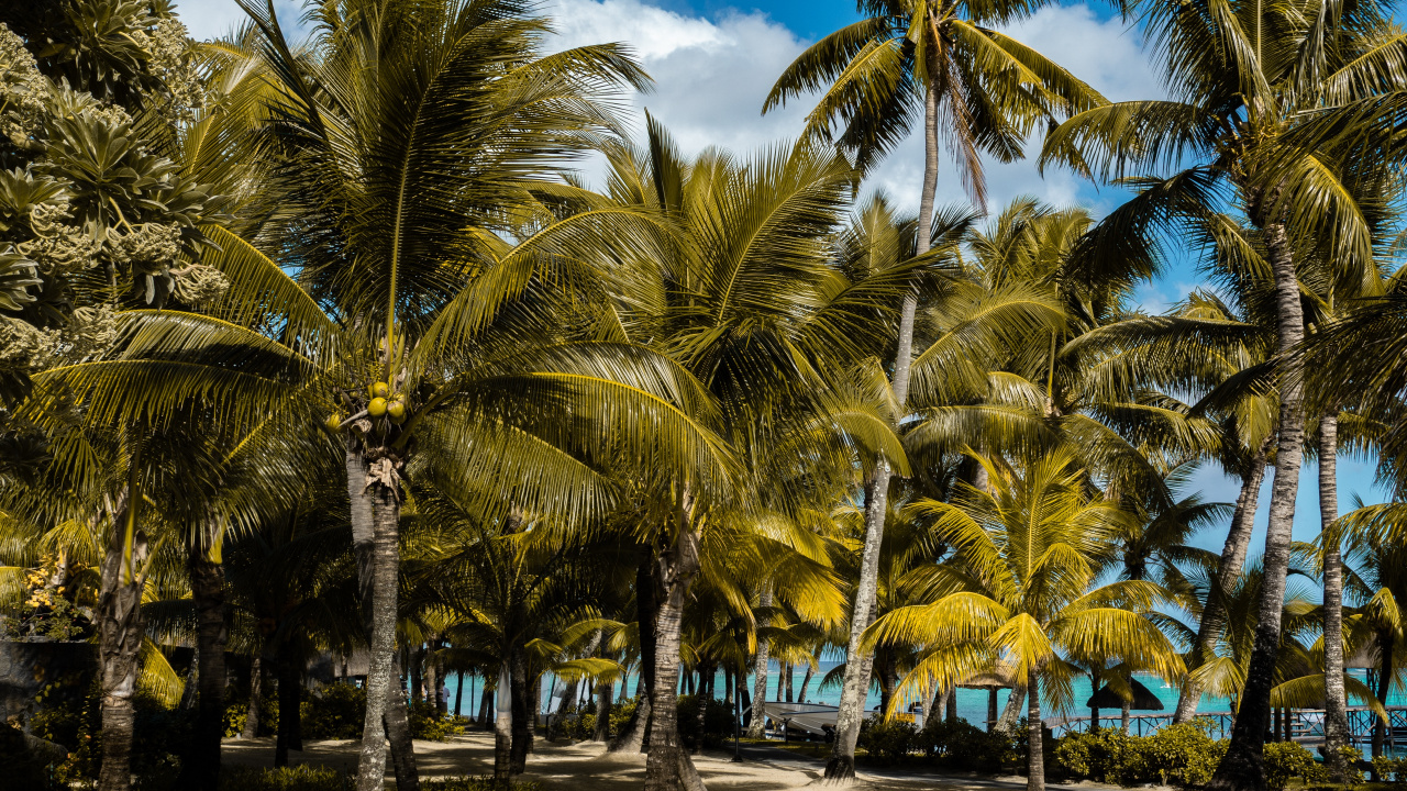 Palm Trees on The Beach During Daytime. Wallpaper in 1280x720 Resolution