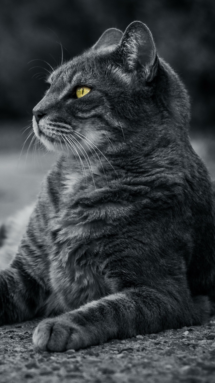 Gato, Felidae, Carnívoro, de Tamaño Pequeño a Mediano Gatos, Gris. Wallpaper in 750x1334 Resolution