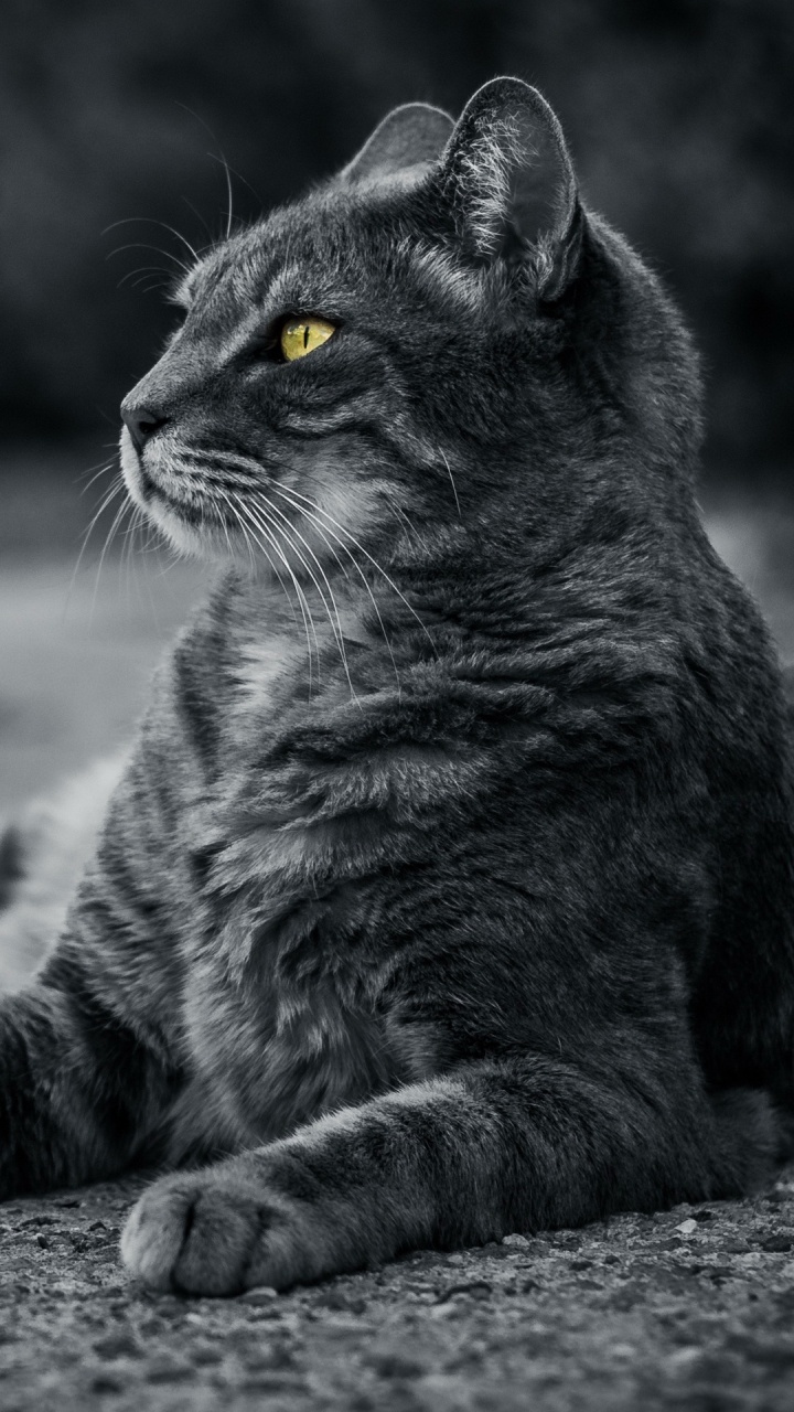 Moustache, Chat, Felidae, Carnivores, Les Petites et Moyennes Chats. Wallpaper in 720x1280 Resolution