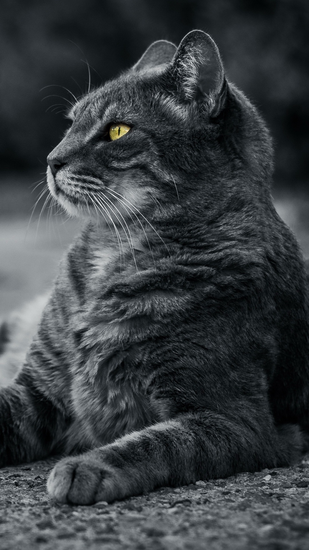 Whiskers, Cat, Felidae, Plant, Carnivore. Wallpaper in 1080x1920 Resolution