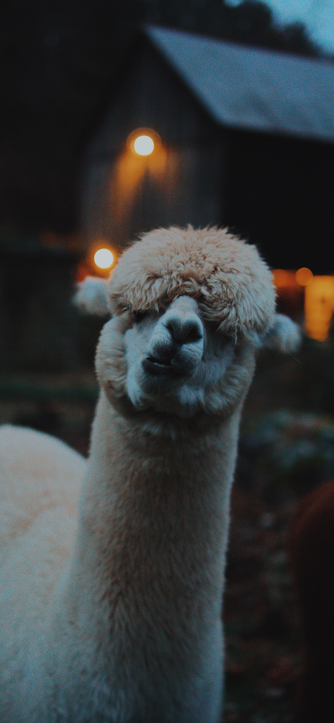 Peluche Mouton Blanc et Marron. Wallpaper in 1125x2436 Resolution