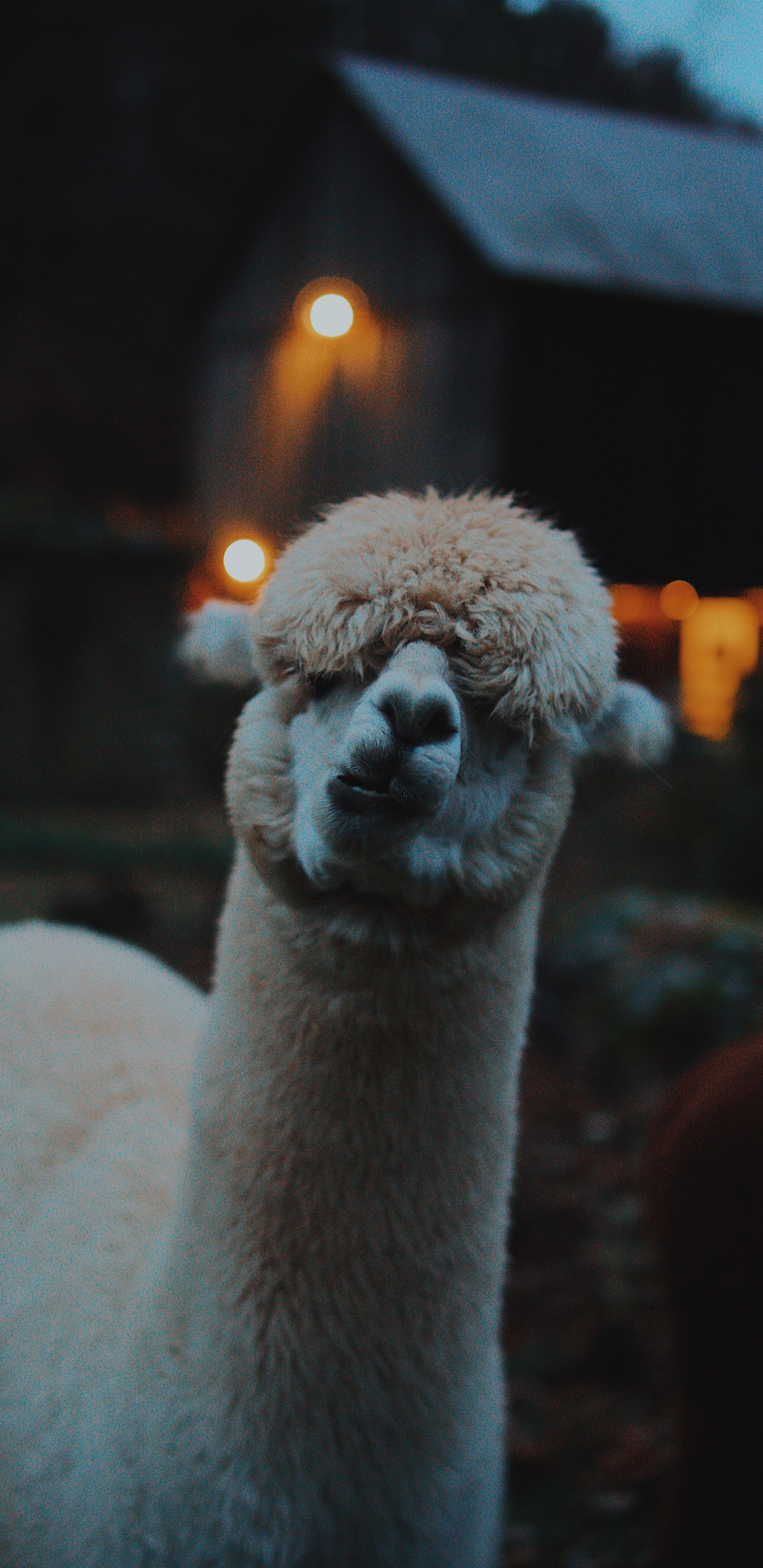 Peluche Mouton Blanc et Marron. Wallpaper in 1440x2960 Resolution