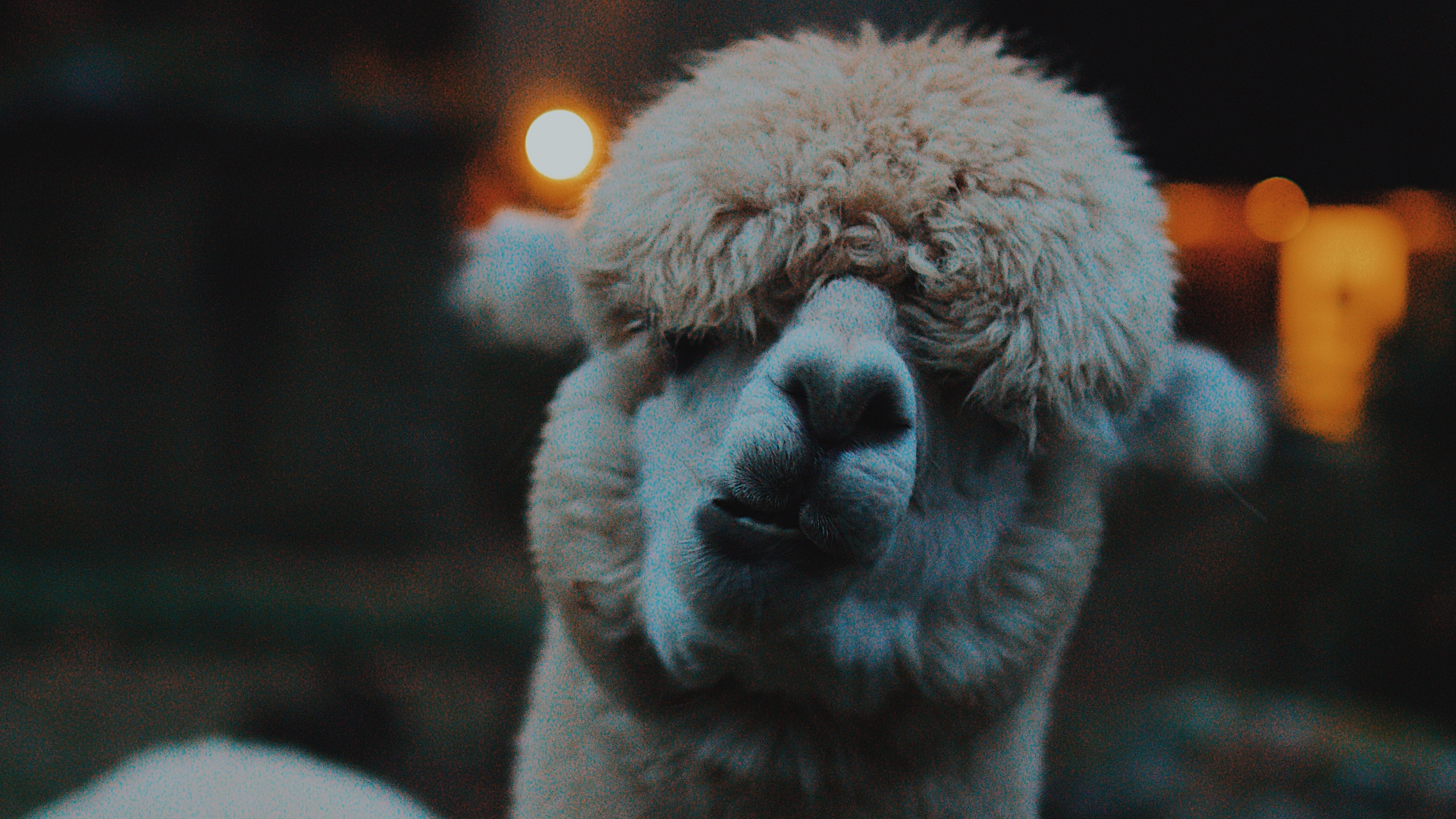 Peluche Mouton Blanc et Marron. Wallpaper in 2560x1440 Resolution