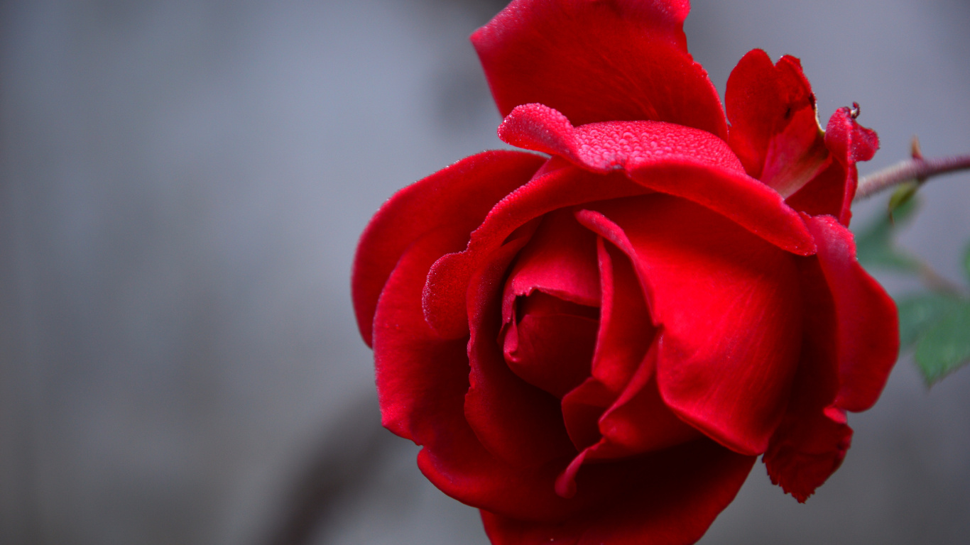 Red Rose in Close up Photography. Wallpaper in 1366x768 Resolution