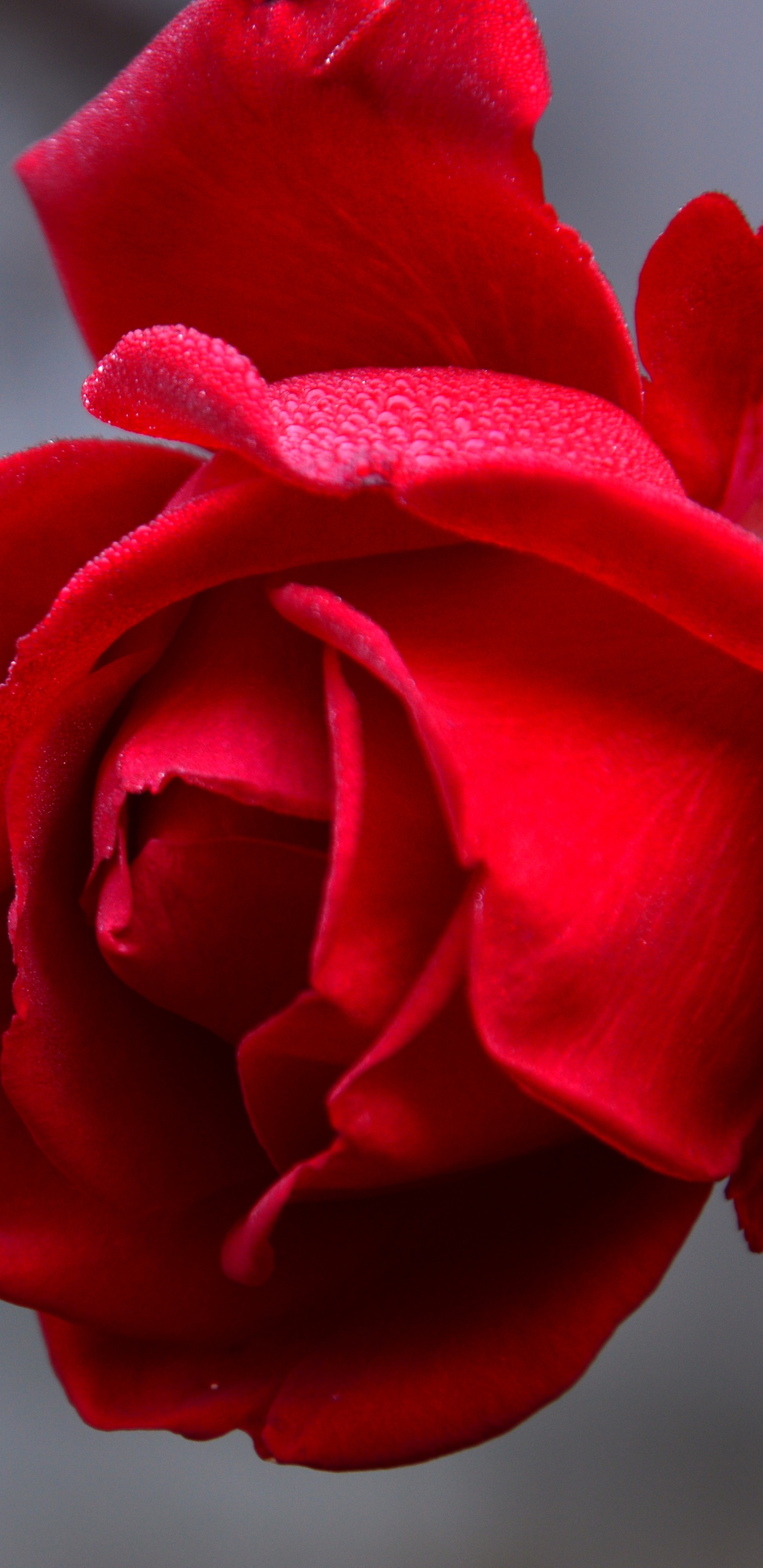 Red Rose in Close up Photography. Wallpaper in 1440x2960 Resolution