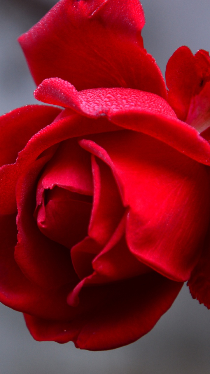 Red Rose in Close up Photography. Wallpaper in 720x1280 Resolution