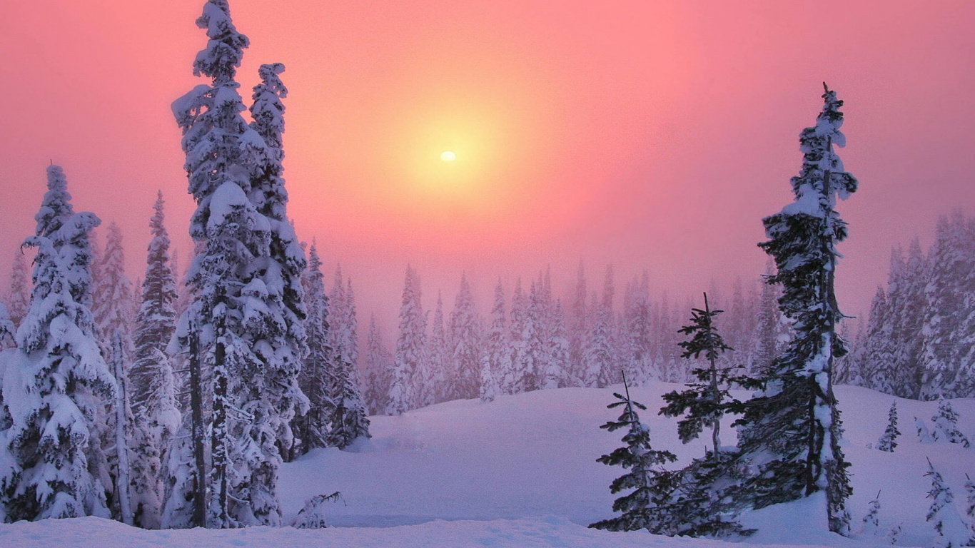 Kiefern, Die Tagsüber Mit Schnee Bedeckt Sind. Wallpaper in 1366x768 Resolution