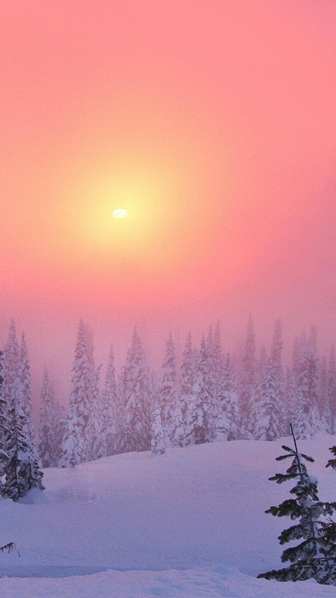 Pine Trees Covered With Snow During Daytime. Wallpaper in 1080x1920 Resolution