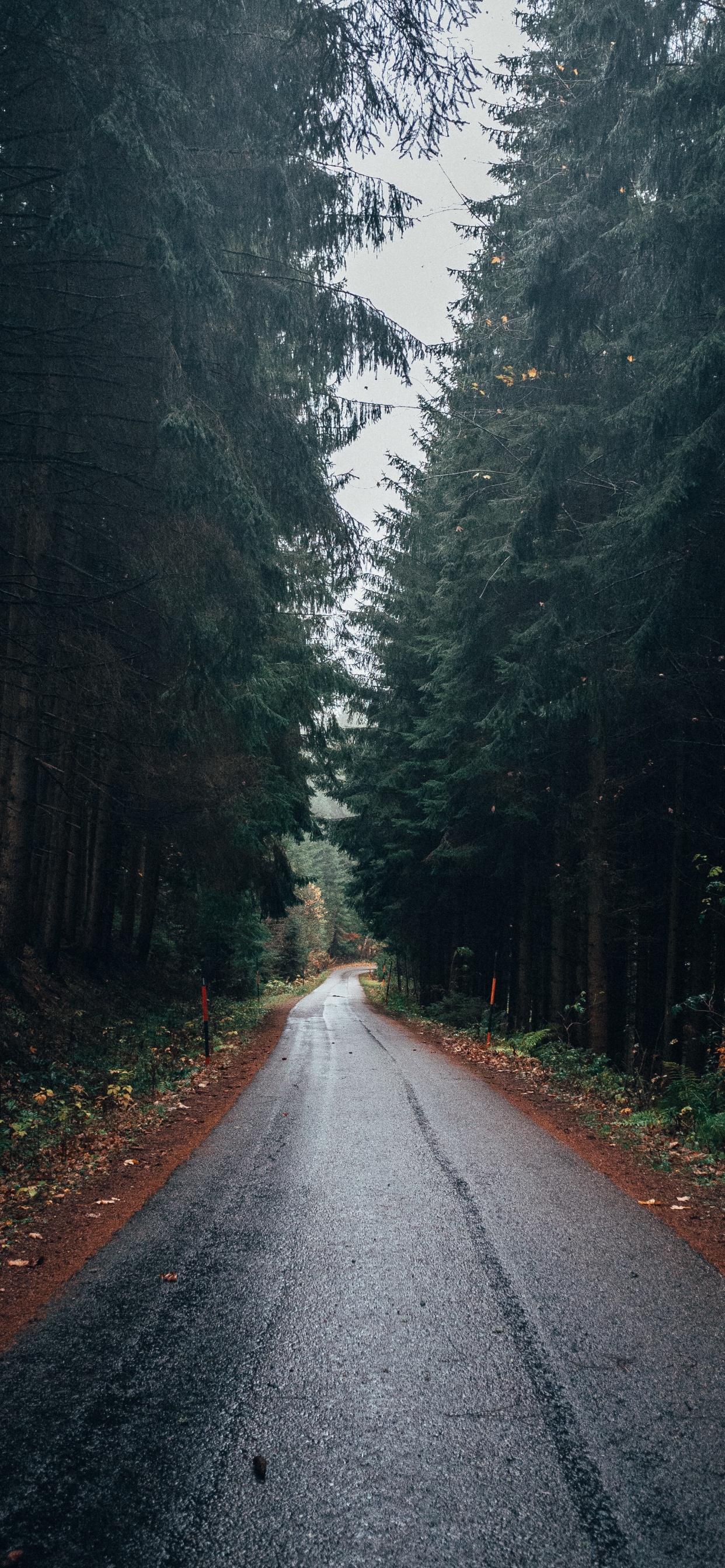 Road, Wald, Baum, Naturlandschaft, Natur. Wallpaper in 1242x2688 Resolution