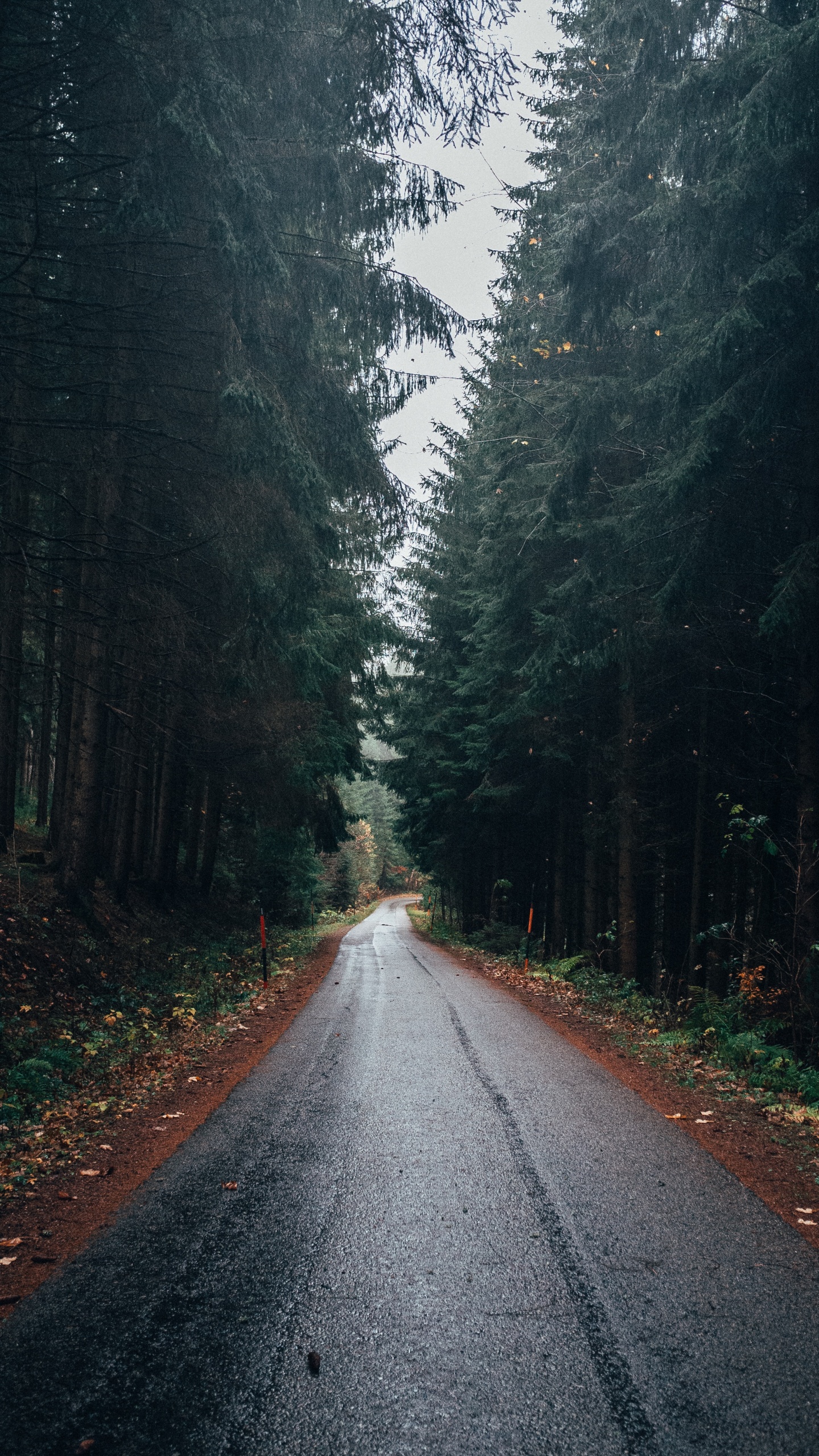 Route, Forêt, Paysage Naturel, Nature, Environnement Naturel. Wallpaper in 1440x2560 Resolution