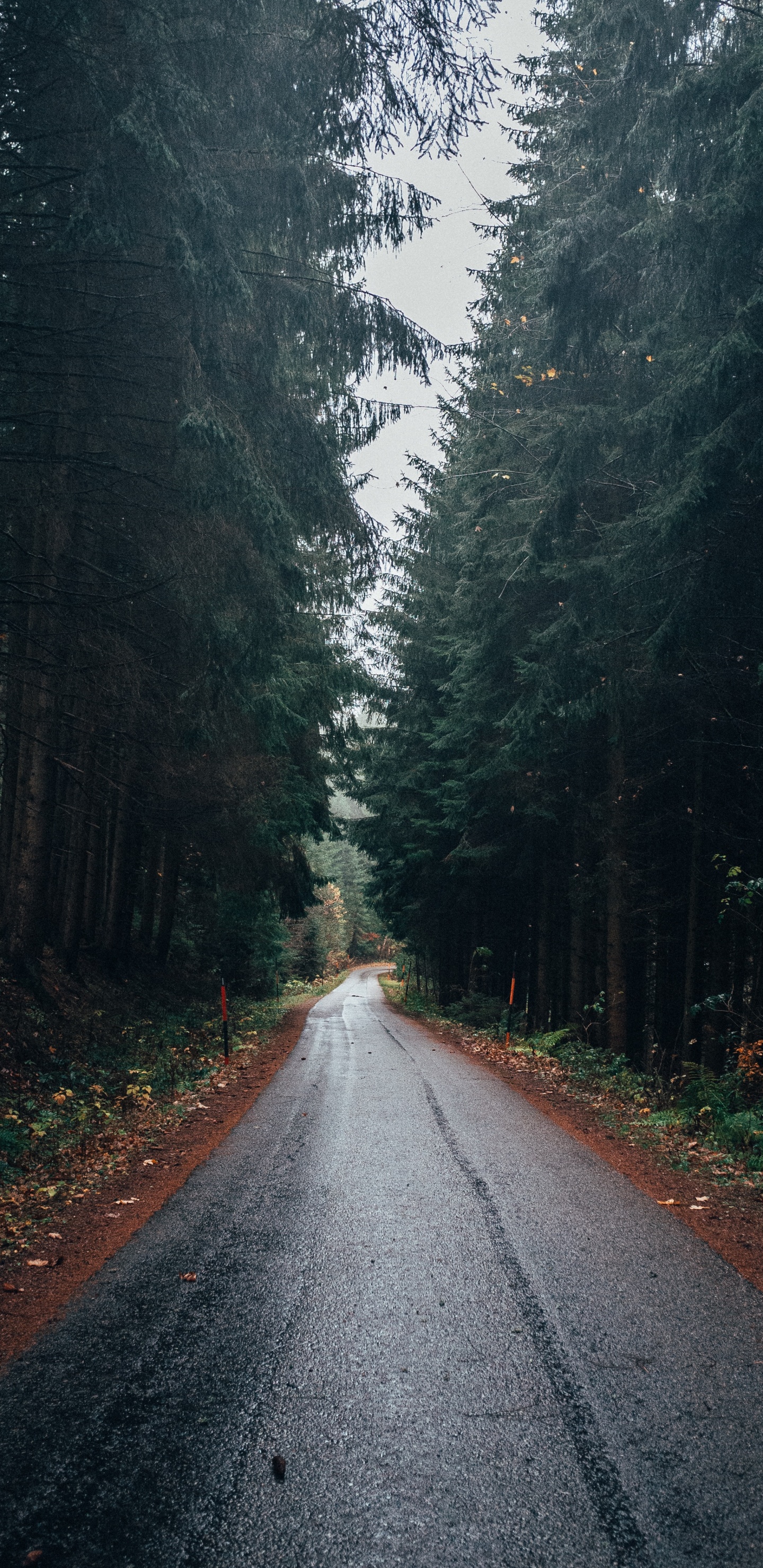 Route, Forêt, Paysage Naturel, Nature, Environnement Naturel. Wallpaper in 1440x2960 Resolution