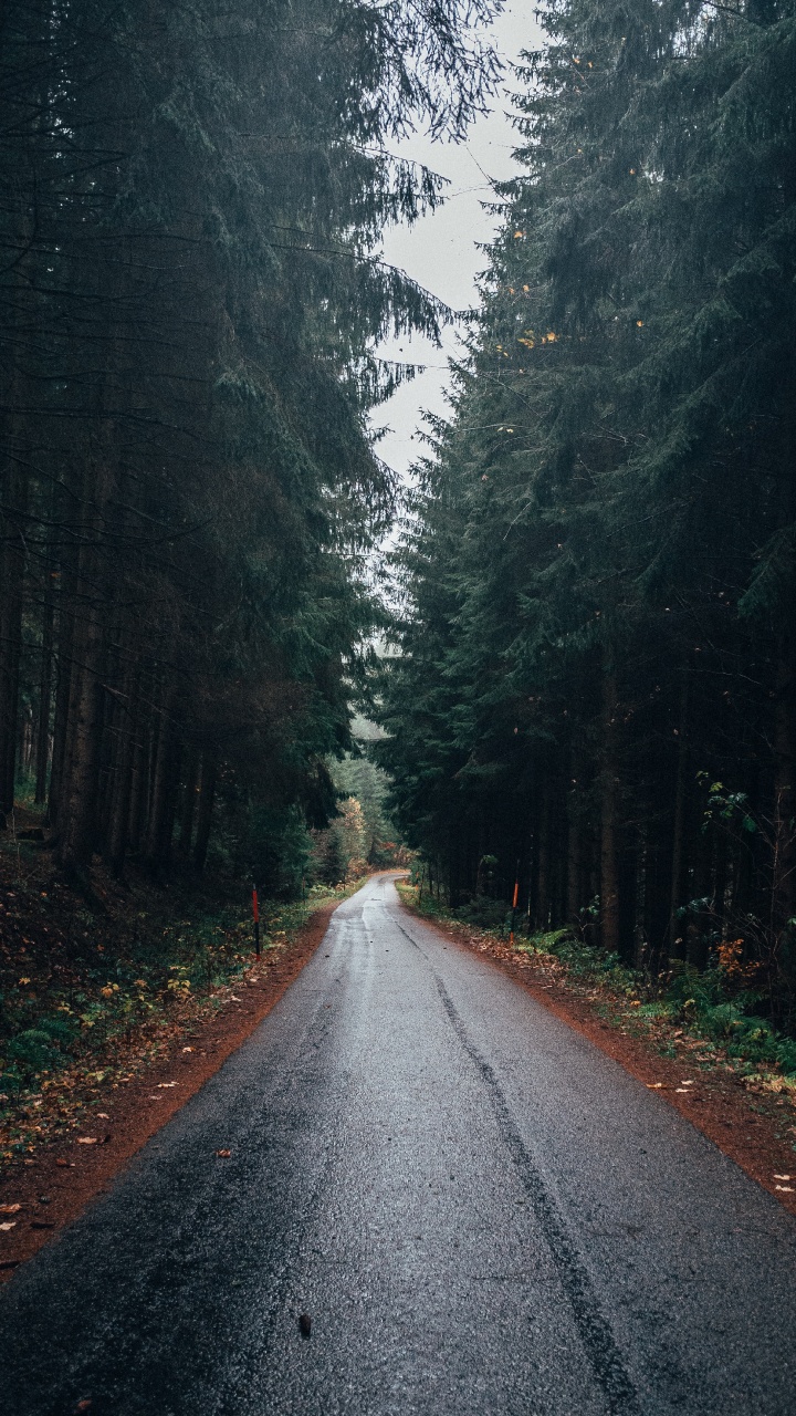 Route, Forêt, Paysage Naturel, Nature, Environnement Naturel. Wallpaper in 720x1280 Resolution