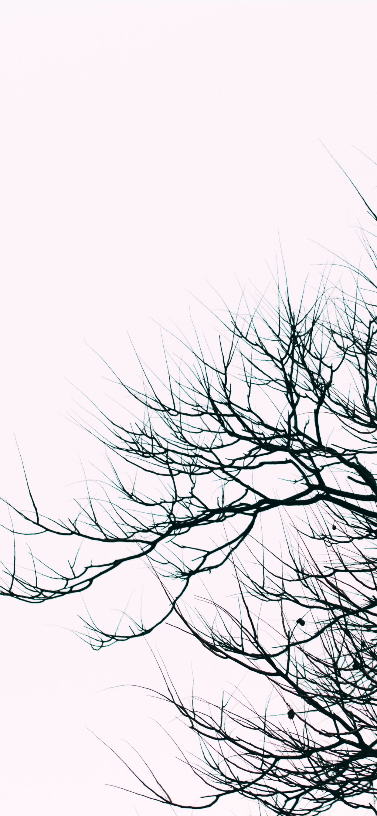 Arbre Sans Feuilles Sous Ciel Blanc. Wallpaper in 1242x2688 Resolution