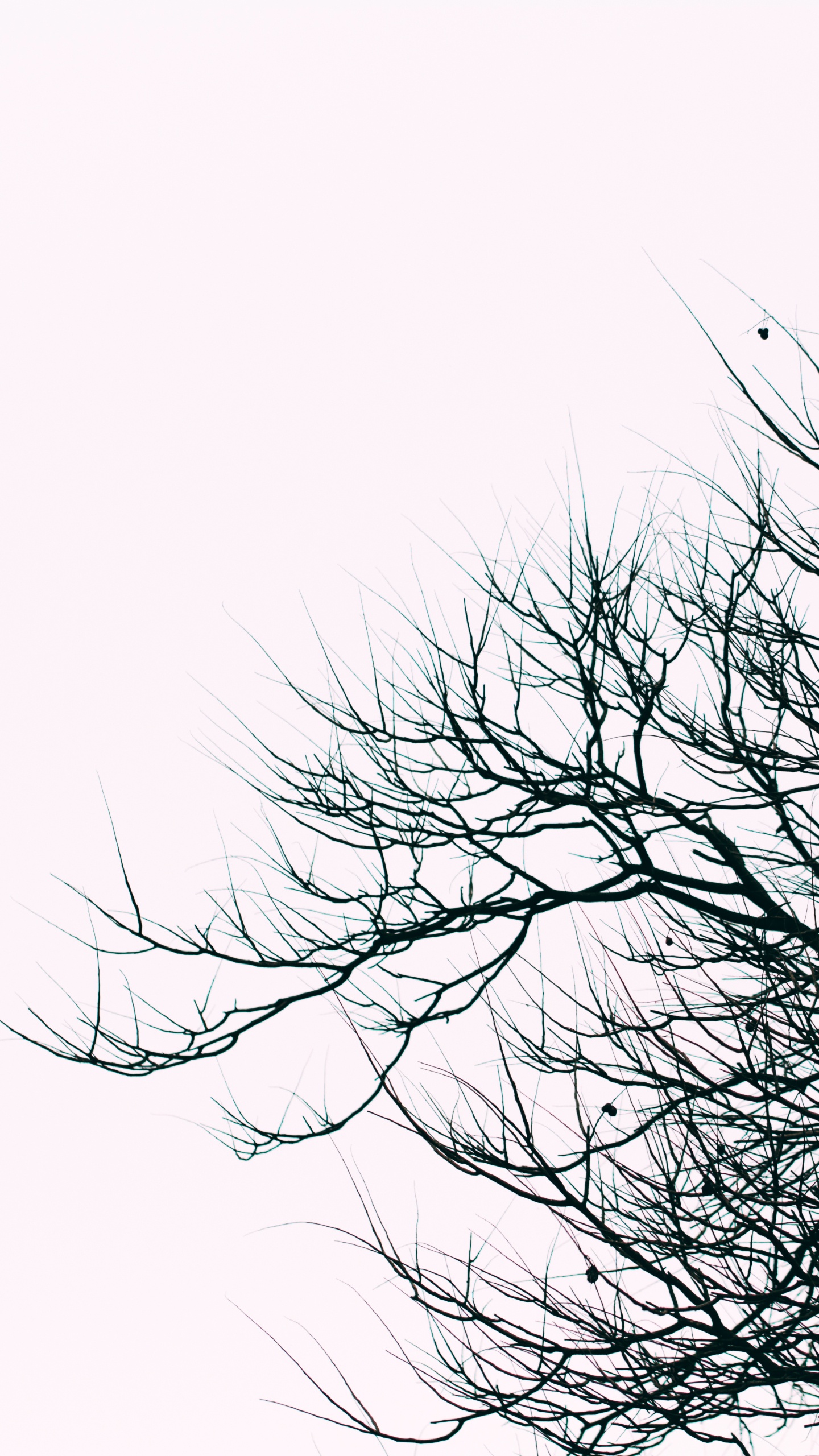Arbre Sans Feuilles Sous Ciel Blanc. Wallpaper in 1440x2560 Resolution