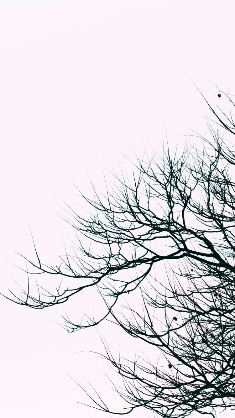 Arbre Sans Feuilles Sous Ciel Blanc. Wallpaper in 750x1334 Resolution