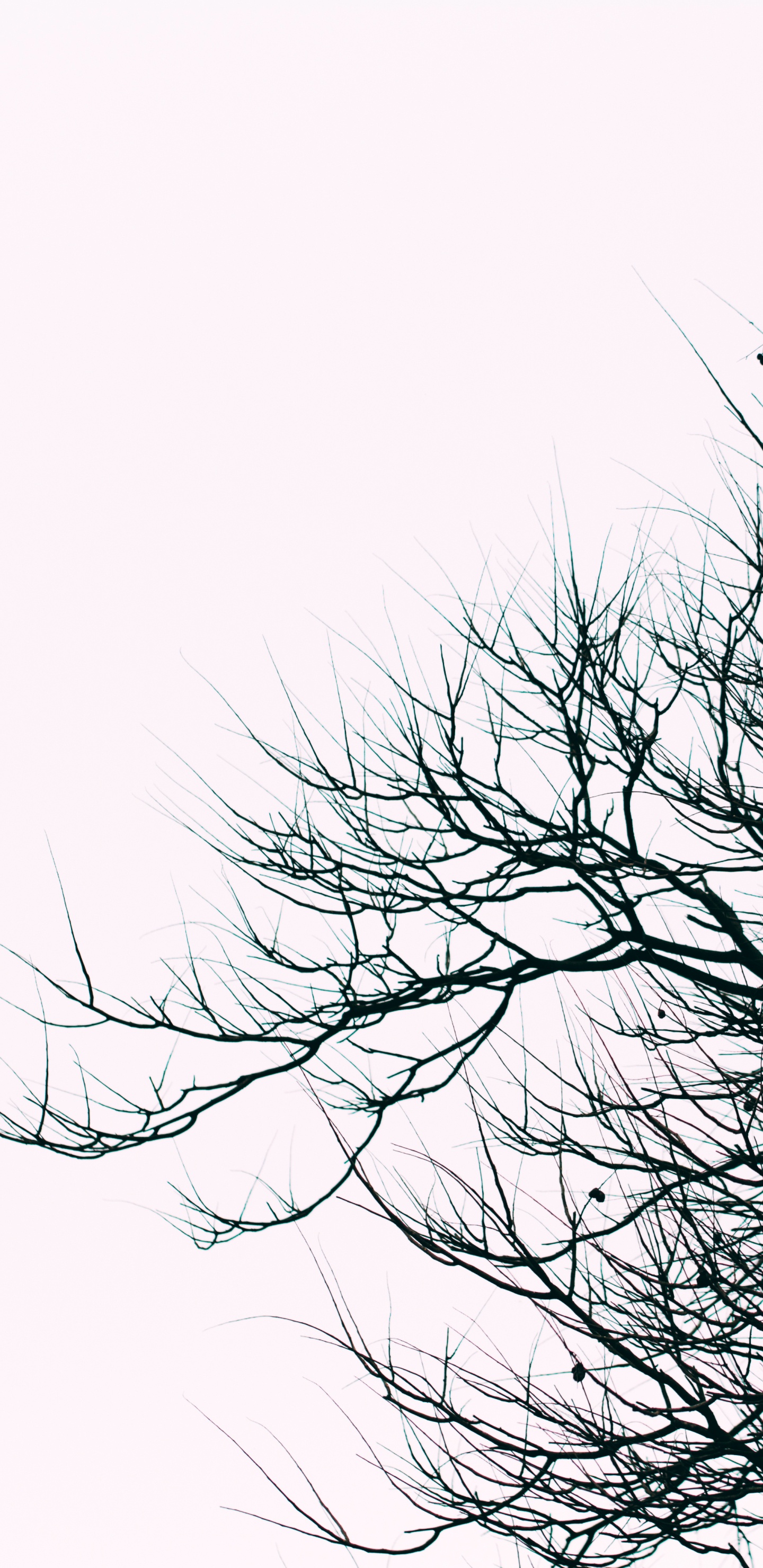 Leafless Tree Under White Sky. Wallpaper in 1440x2960 Resolution