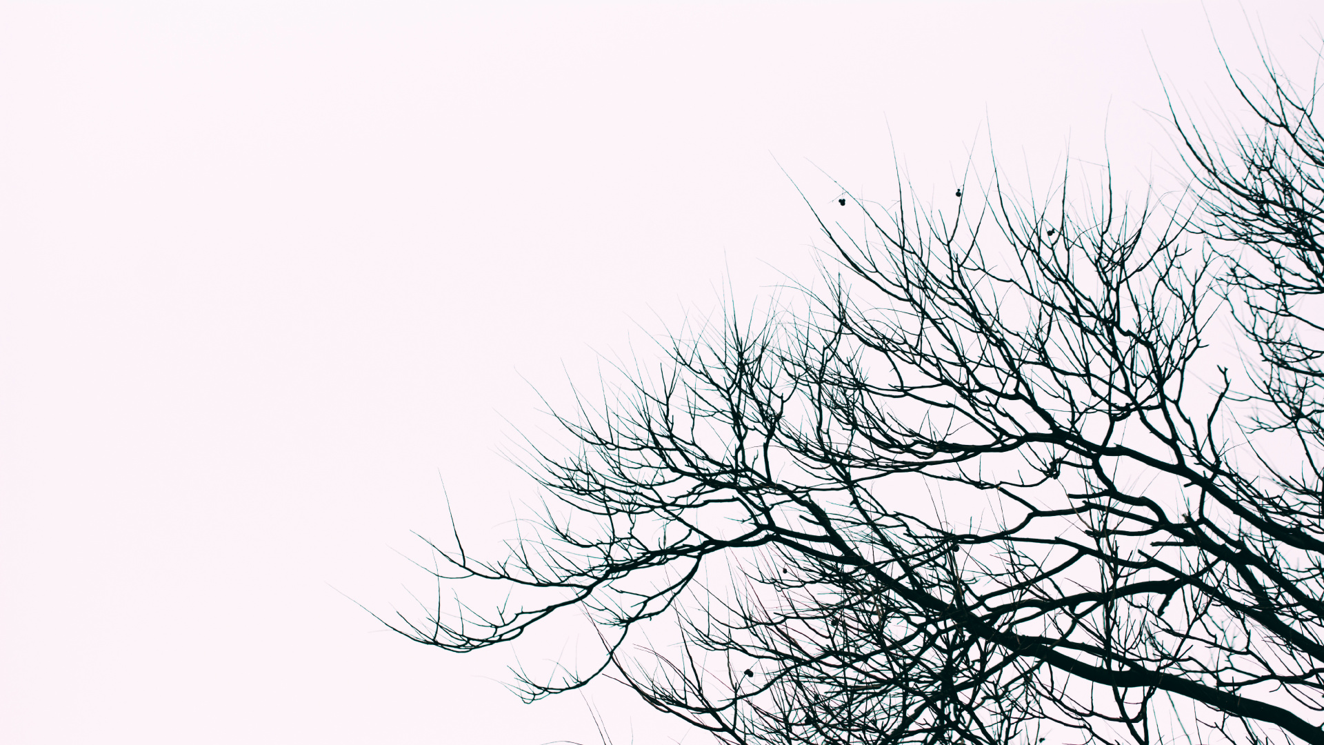 Leafless Tree Under White Sky. Wallpaper in 1920x1080 Resolution