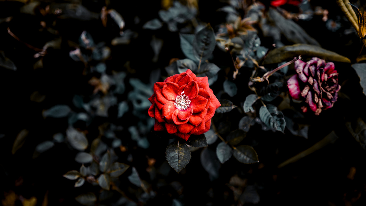 Red Rose in Bloom During Daytime. Wallpaper in 1280x720 Resolution