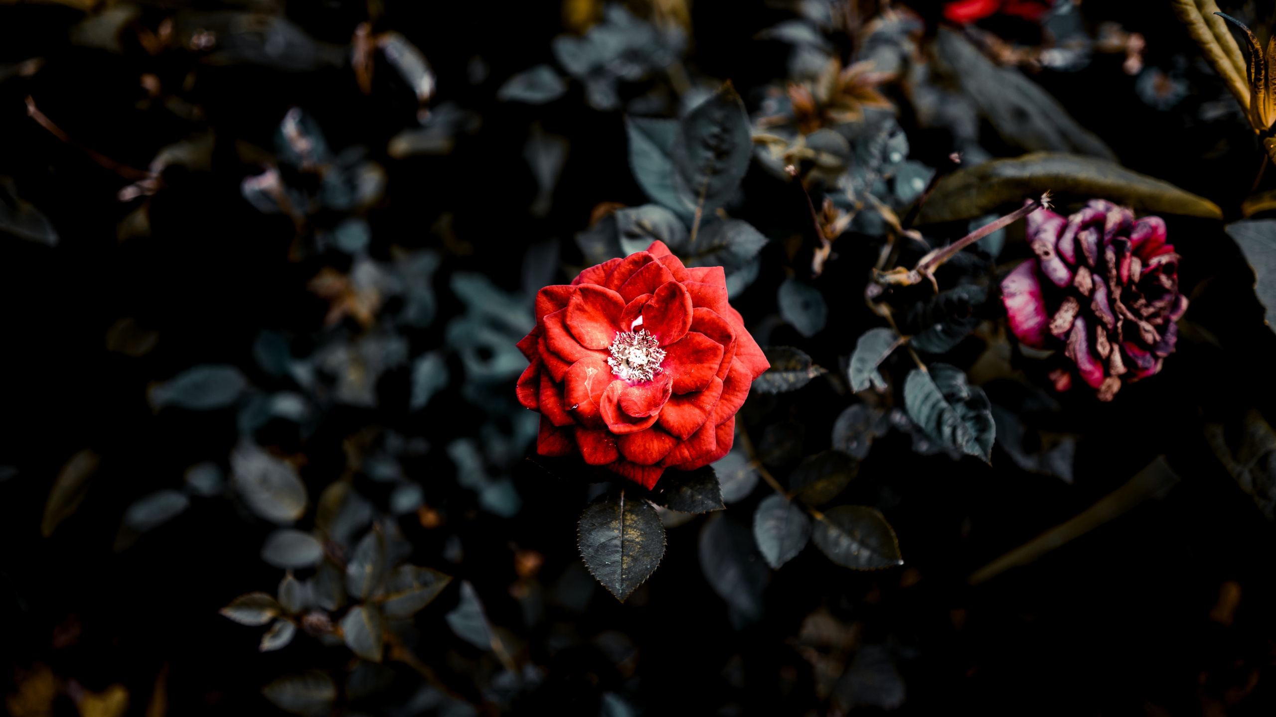 Red Rose in Bloom During Daytime. Wallpaper in 2560x1440 Resolution