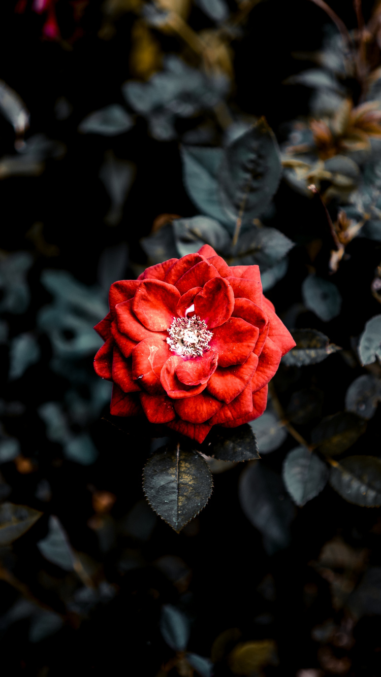 Red Rose in Bloom During Daytime. Wallpaper in 750x1334 Resolution