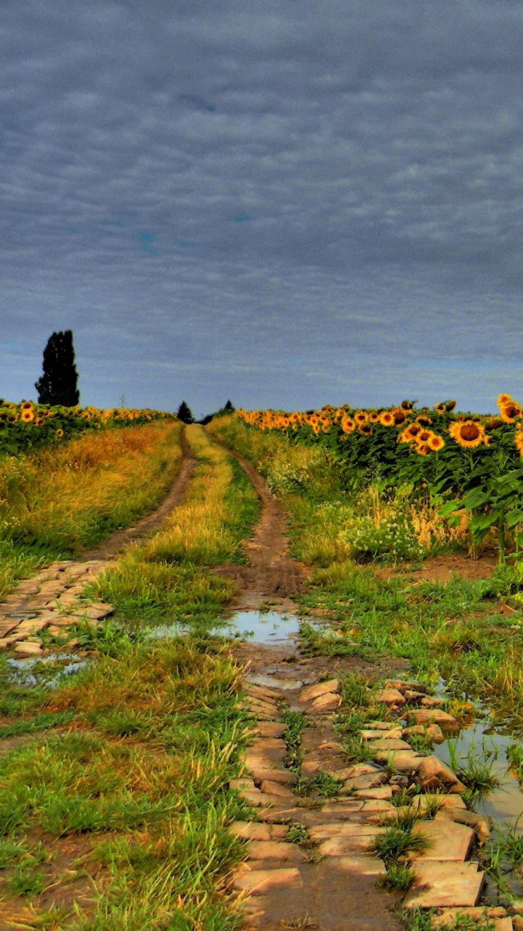 Dessin, Paysage Naturel, Asphalt, Agriculture, Prairie. Wallpaper in 750x1334 Resolution