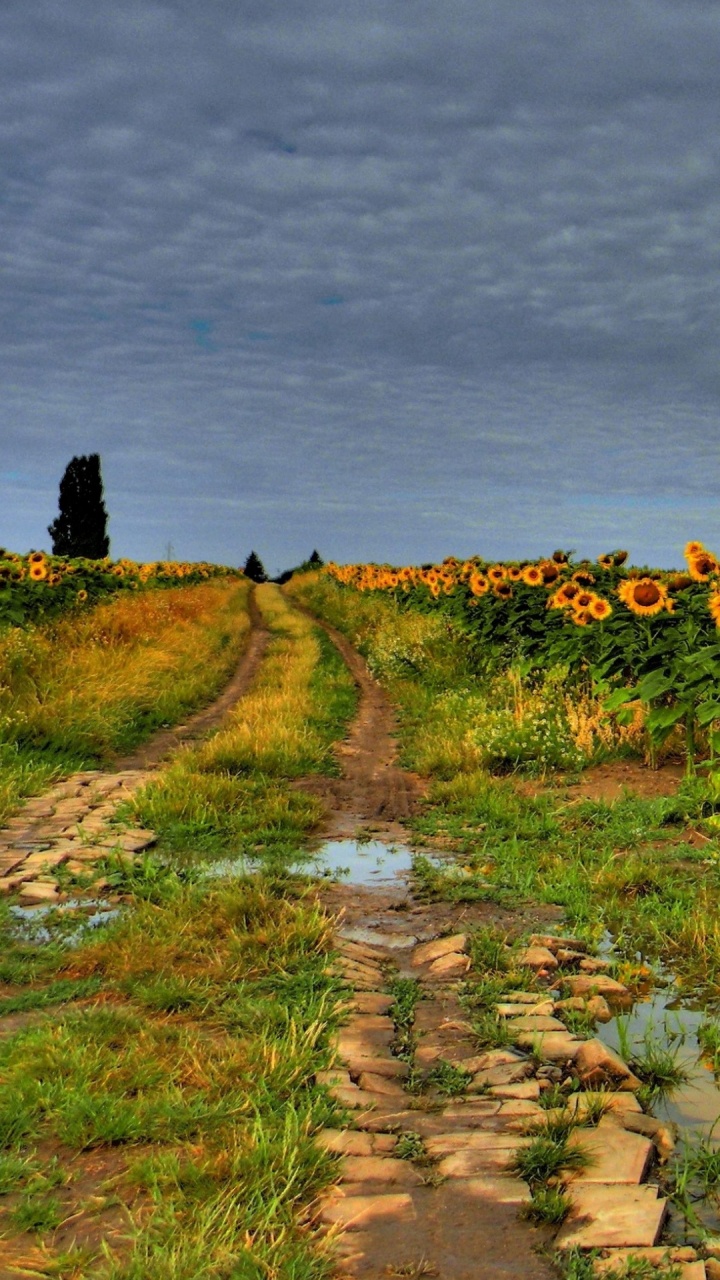 Dibujo, Paisaje Natural, Asfalto, Agricultura. Wallpaper in 720x1280 Resolution