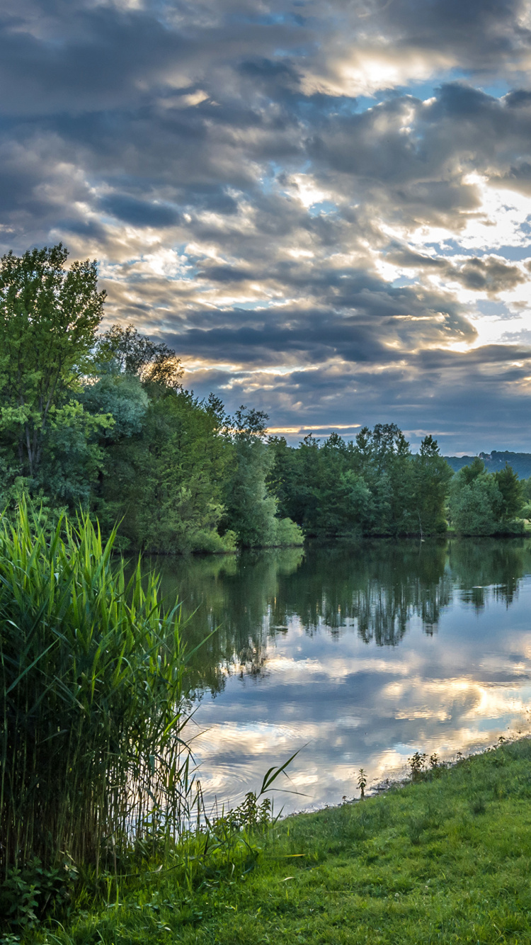 Weißer Schwan Auf Grüner Wiese in Der Nähe Des Sees Unter Blau-weiß Bewölktem Himmel Tagsüber Sky. Wallpaper in 750x1334 Resolution