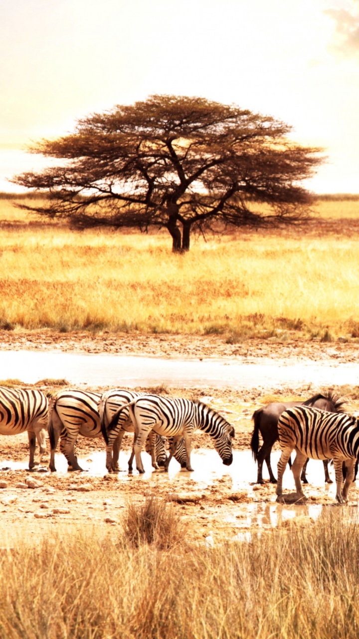 Zebra, Das Tagsüber Auf Braunem Grasfeld Steht. Wallpaper in 720x1280 Resolution