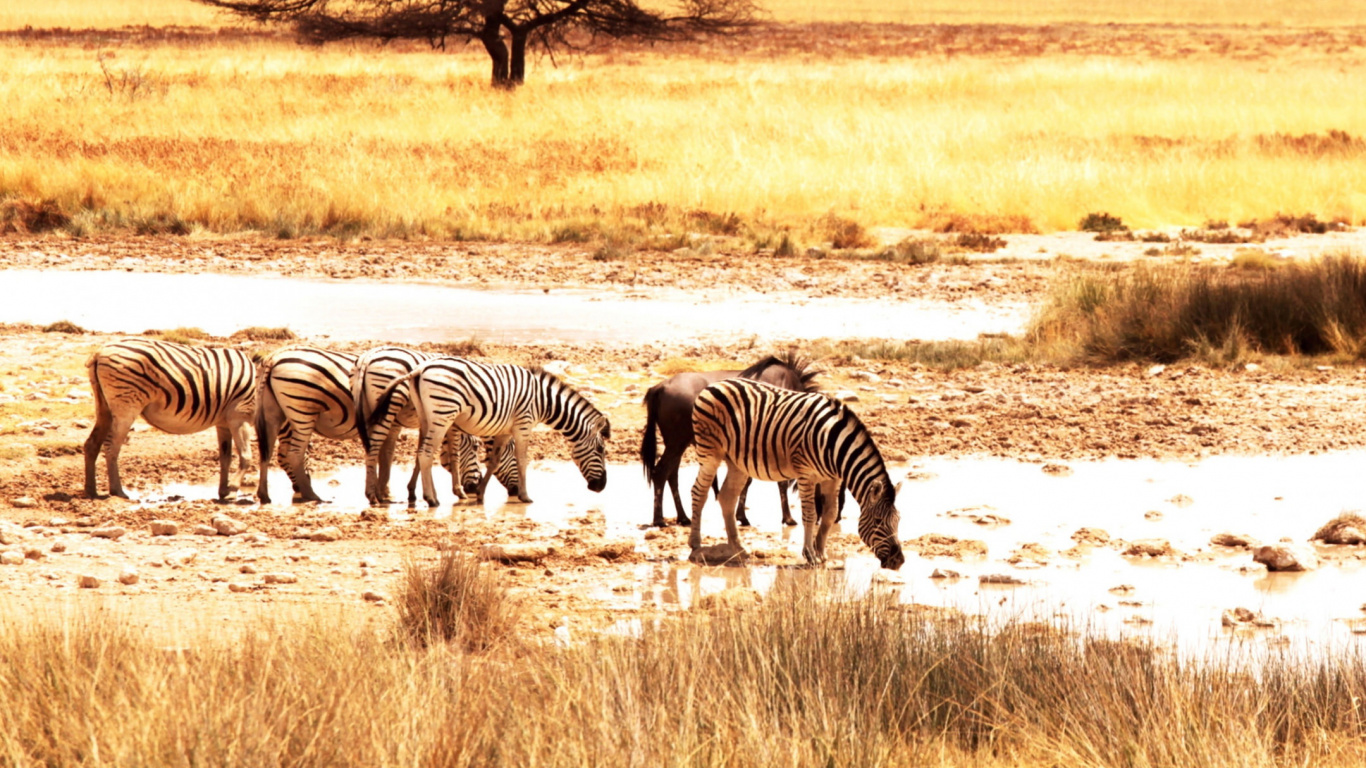 Zebra Debout Sur un Terrain D'herbe Brune Pendant la Journée. Wallpaper in 1366x768 Resolution