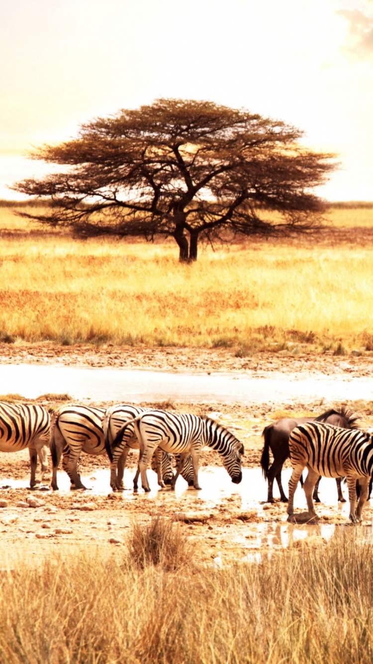 Zebra Debout Sur un Terrain D'herbe Brune Pendant la Journée. Wallpaper in 750x1334 Resolution