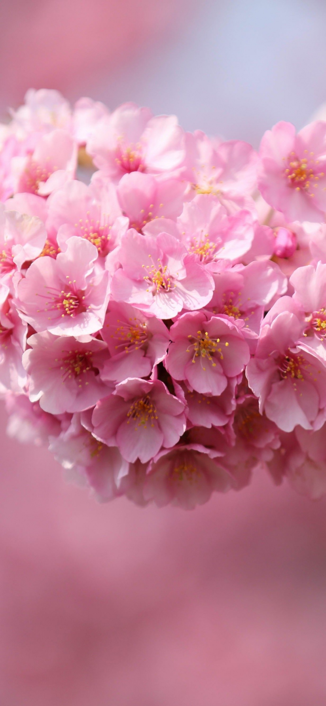 White and Pink Flowers in Tilt Shift Lens. Wallpaper in 1125x2436 Resolution