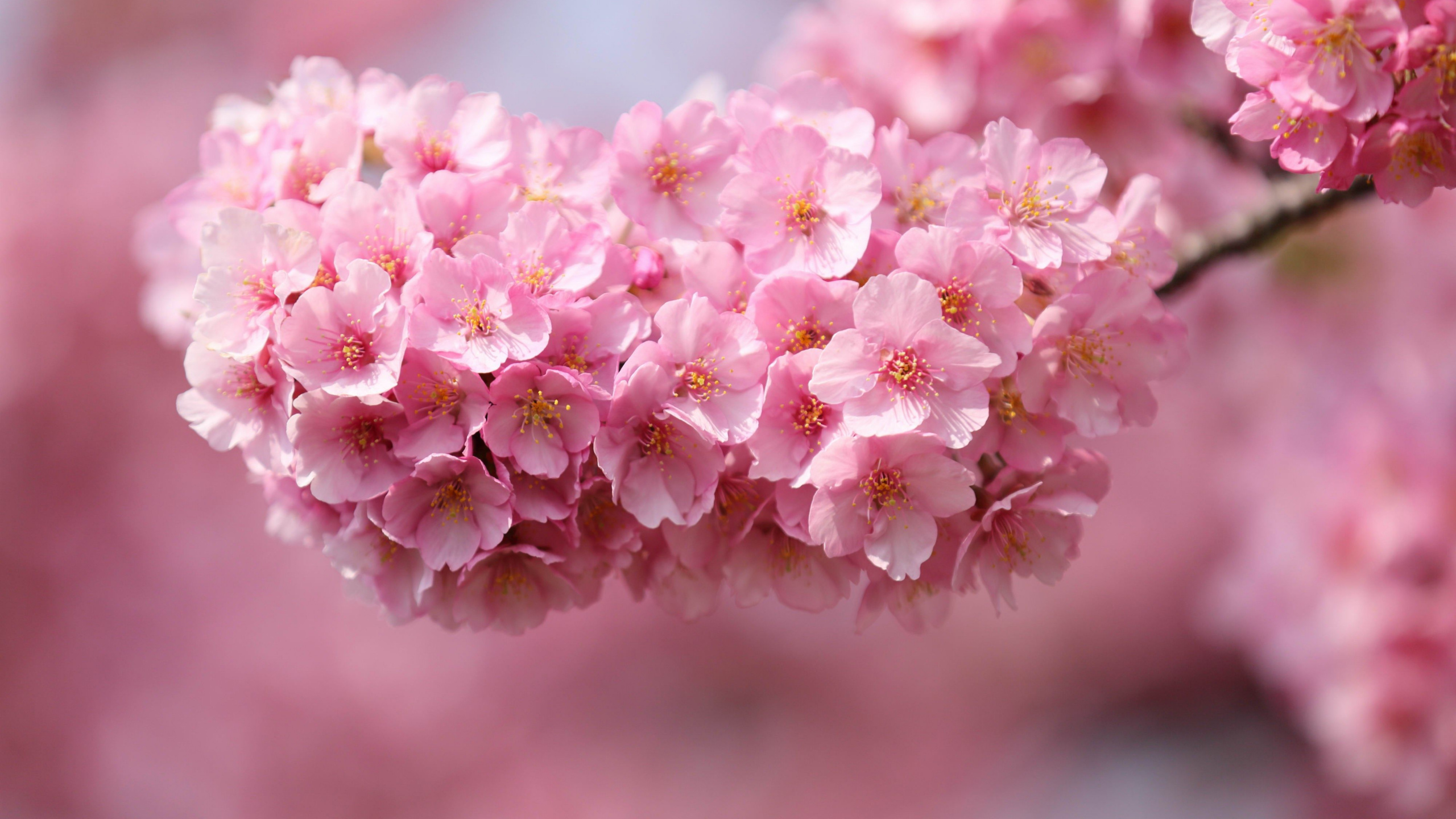 White and Pink Flowers in Tilt Shift Lens. Wallpaper in 2560x1440 Resolution