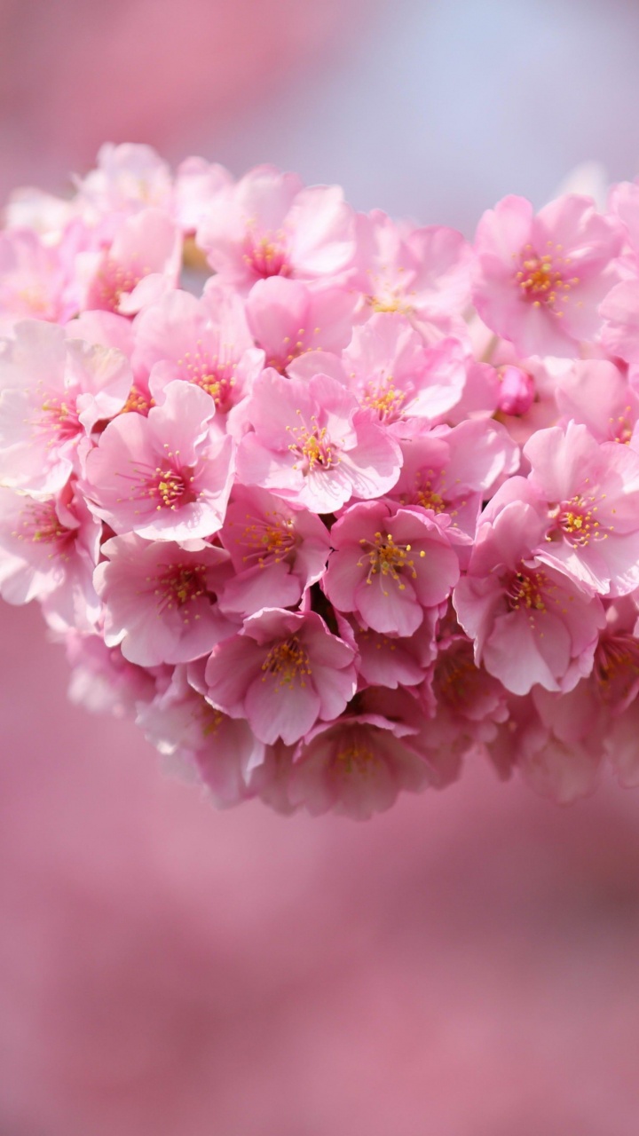 White and Pink Flowers in Tilt Shift Lens. Wallpaper in 720x1280 Resolution