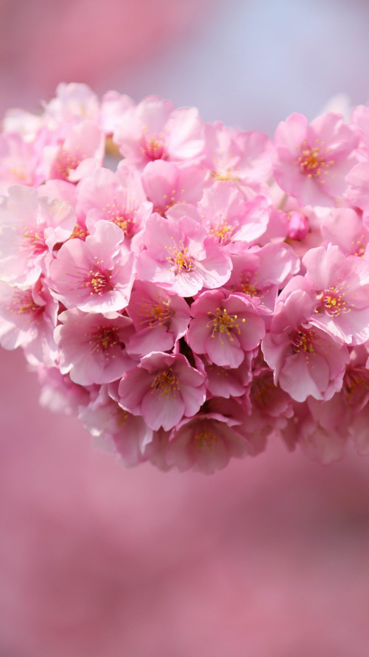 White and Pink Flowers in Tilt Shift Lens. Wallpaper in 750x1334 Resolution