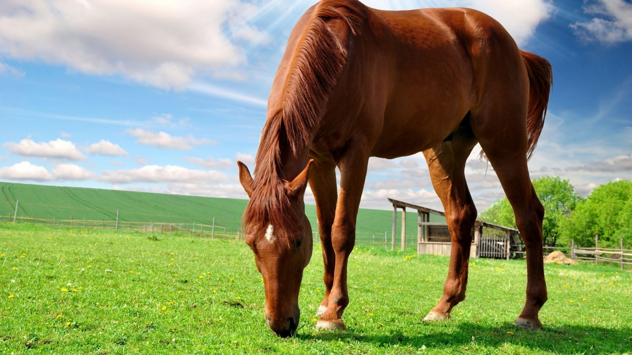 Cute Brown Horse, Thoroughbred, Mare, Friesian Horse, Foal. Wallpaper in 1280x720 Resolution