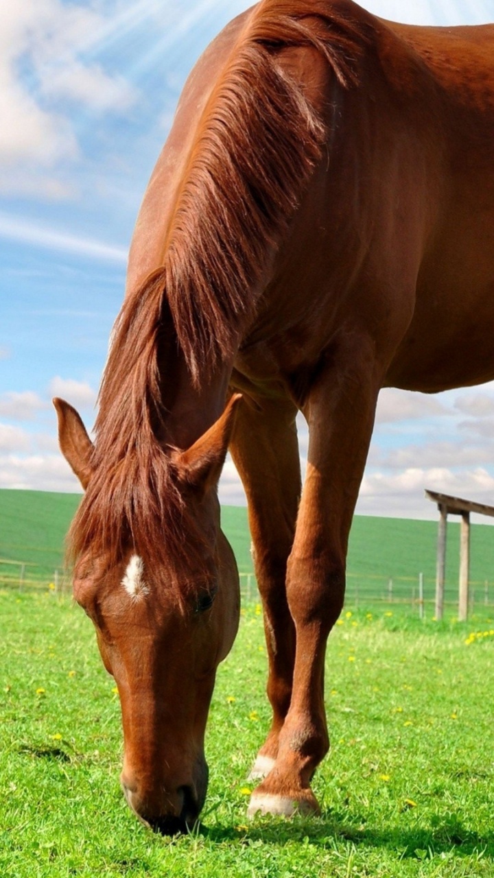 Joli Cheval Brun, Pur-sang, Mare, Frison Cheval, Poulain. Wallpaper in 720x1280 Resolution