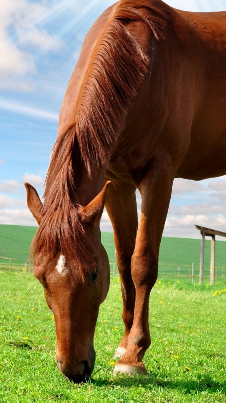 Joli Cheval Brun, Pur-sang, Mare, Frison Cheval, Poulain. Wallpaper in 750x1334 Resolution